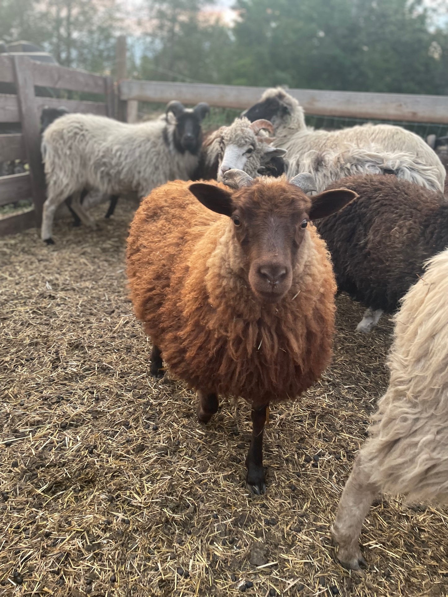 Dryer Balls - Lacey’s Lamb