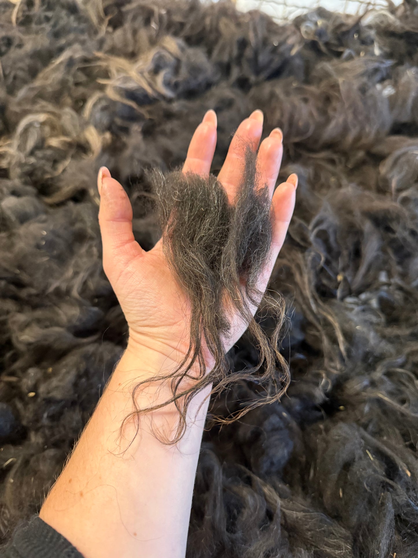 Icelandic Fall 2025 Fleece - “Sunna”