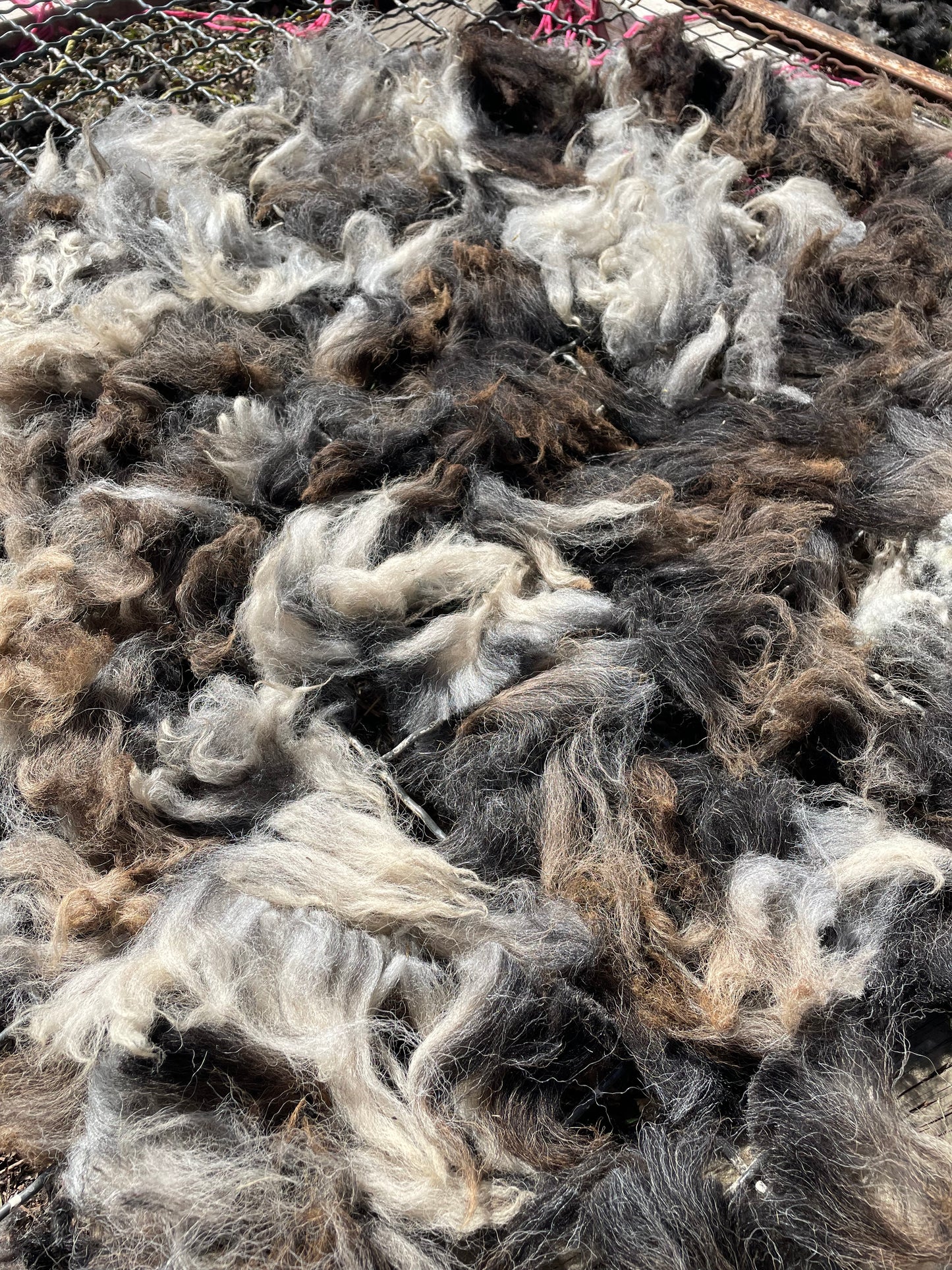 Navajo Churro Lamb - Violet