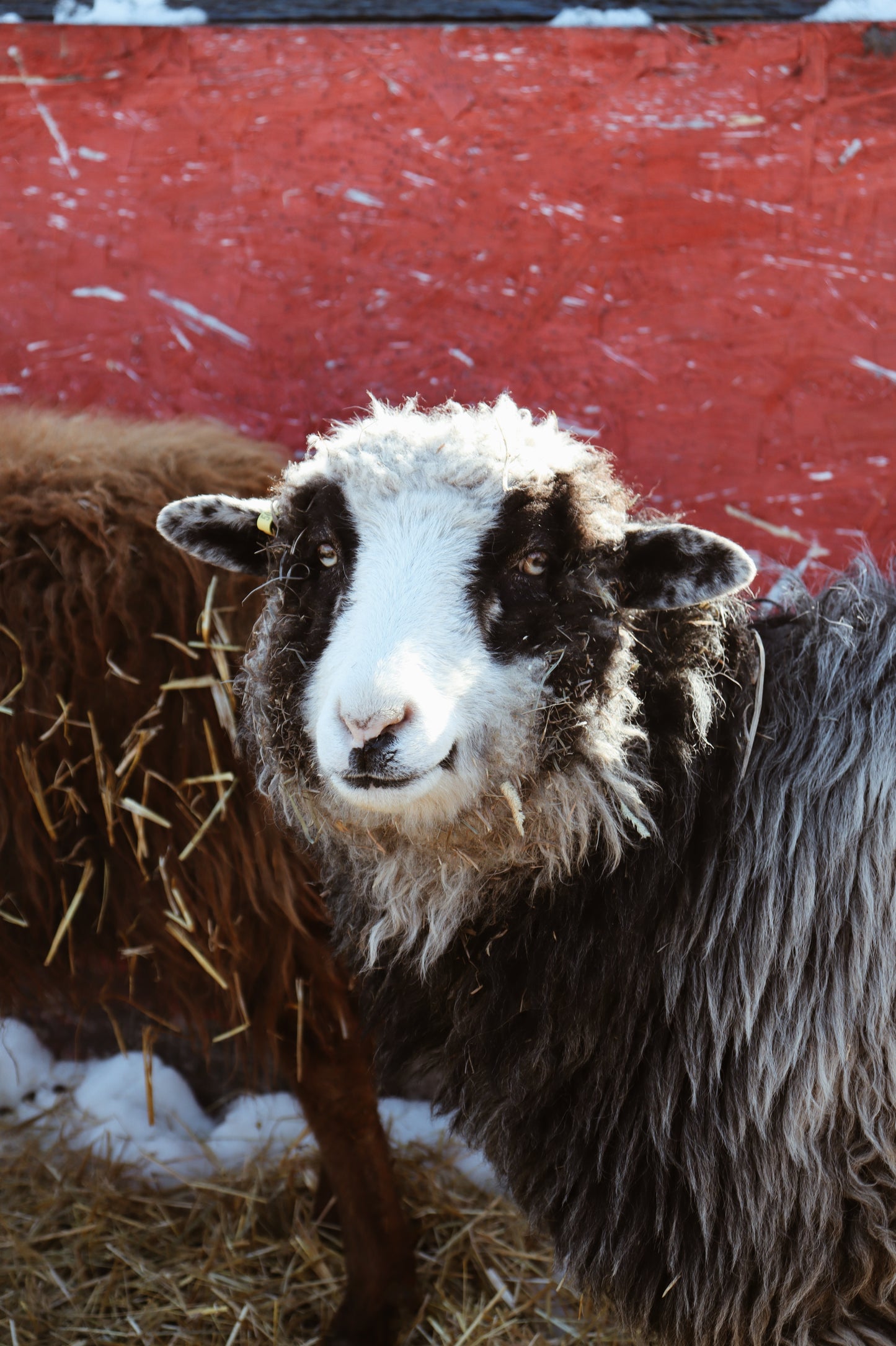 Navajo Churro Wool Dryer Balls - Stella