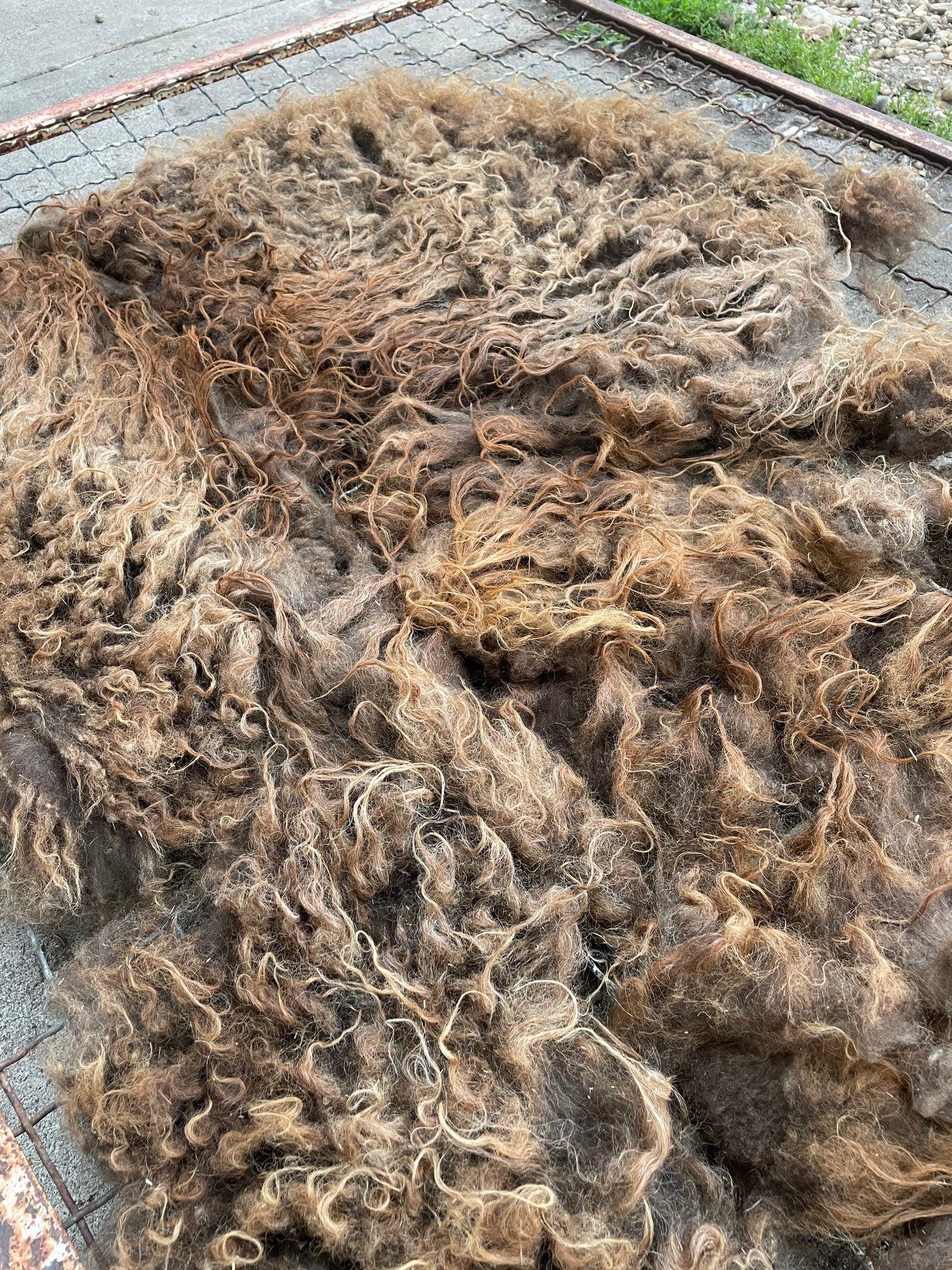Icelandic Fleece - Tulip
