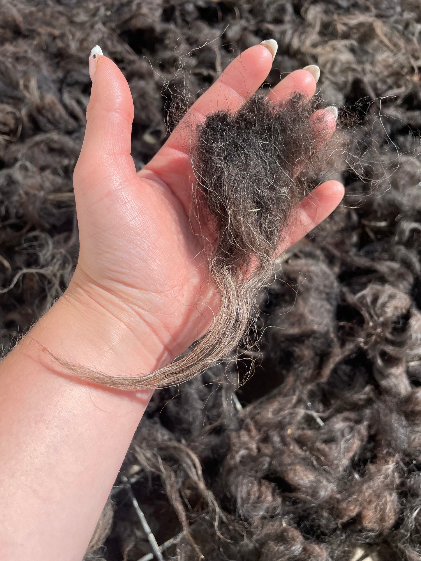 Icelandic Fleece - Gwen