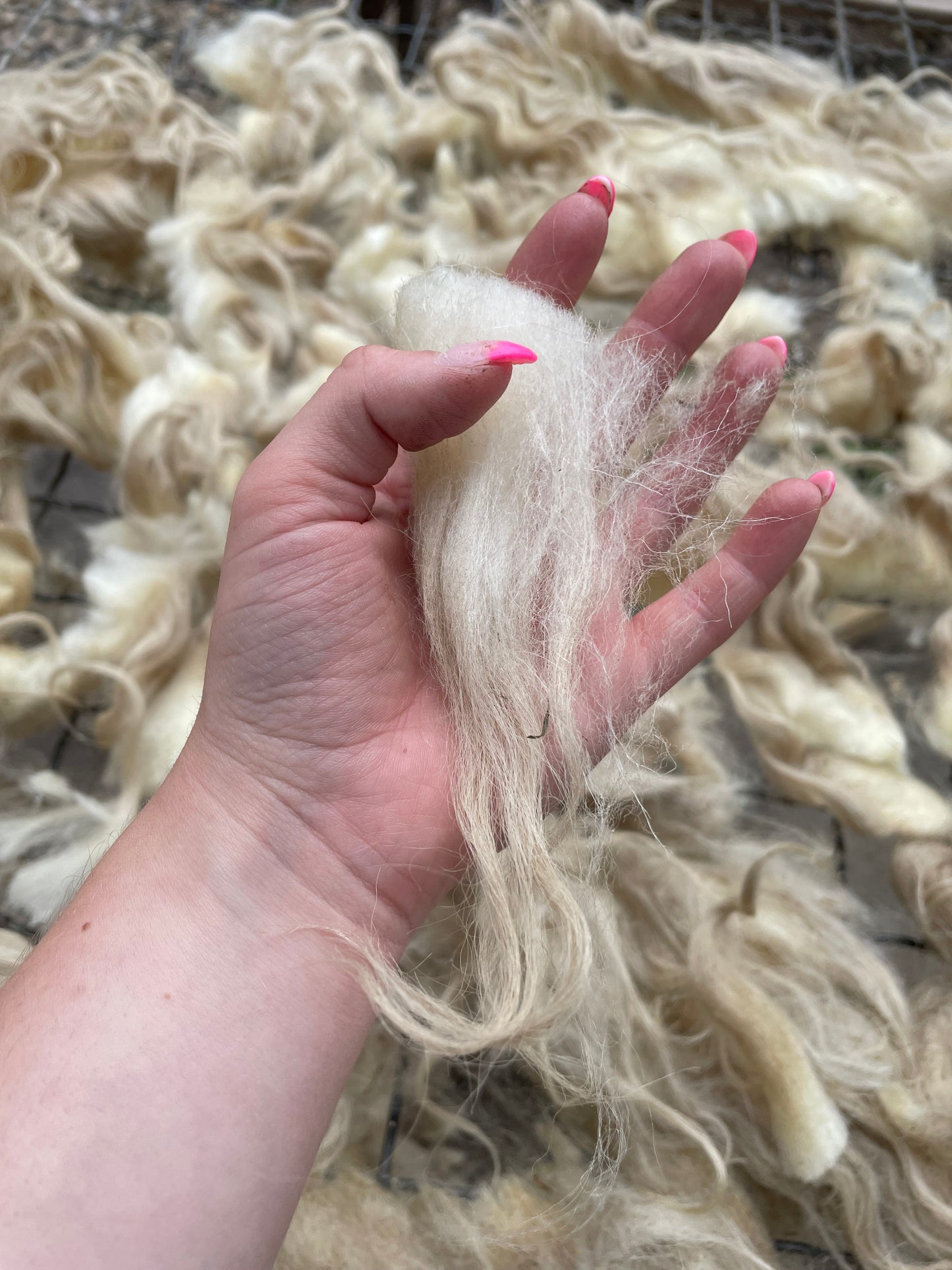 Navajo Churro Fleece - Sunshine