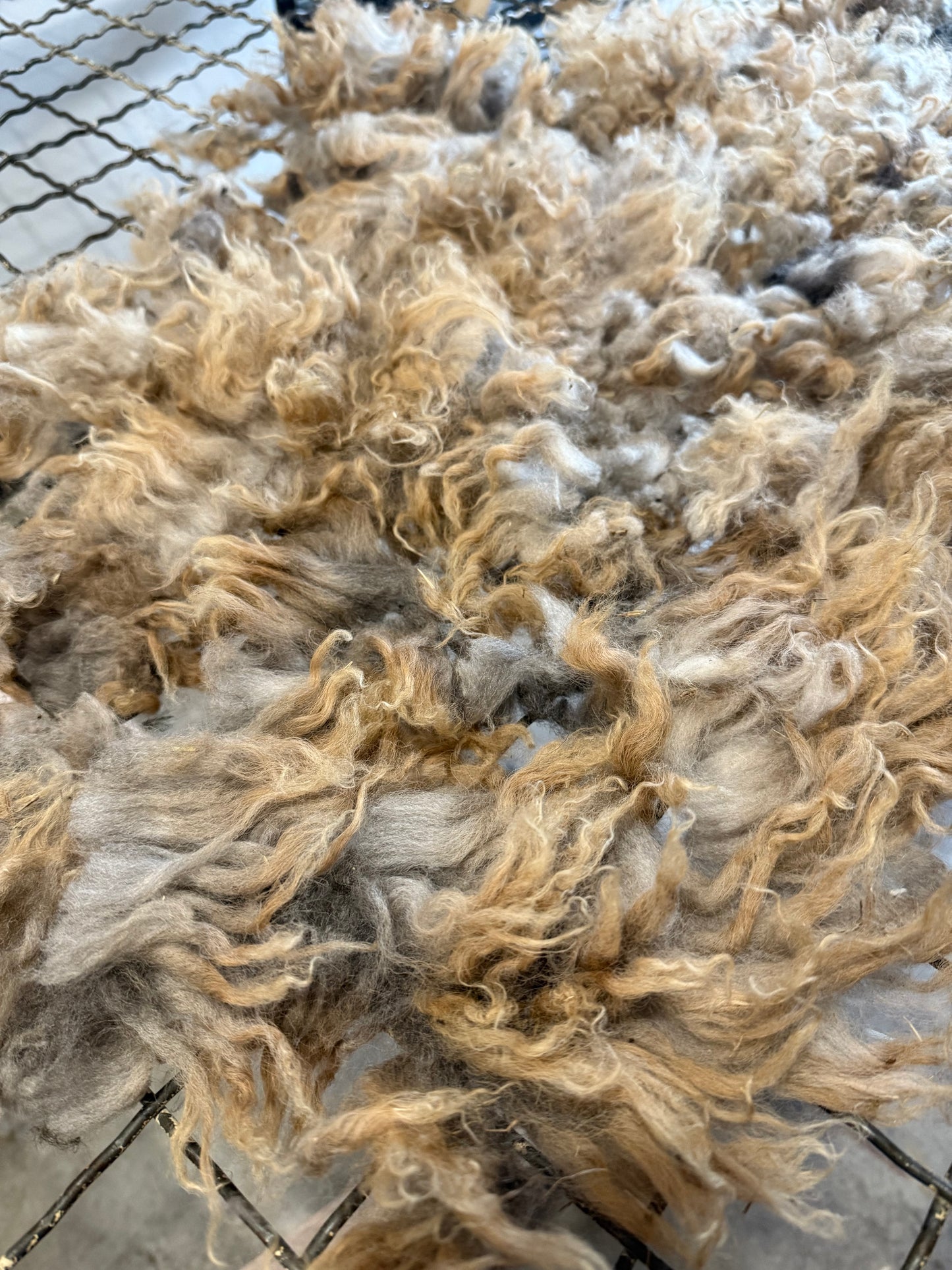 Icelandic x Navajo Churro Lamb Fall 2025 Fleece - “Fern”