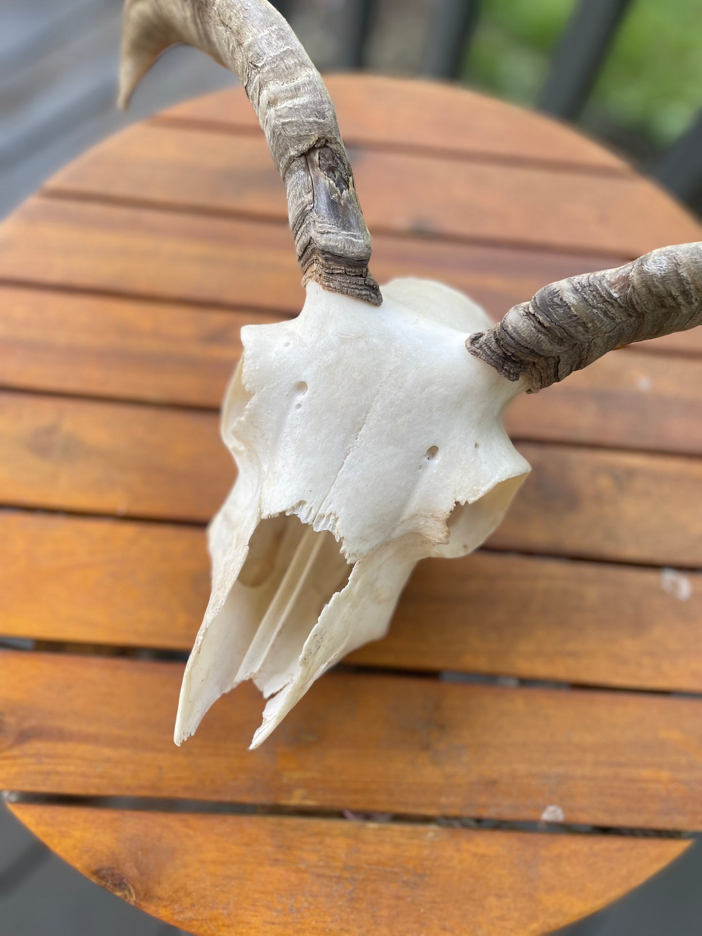 Icelandic Skull “Olive”