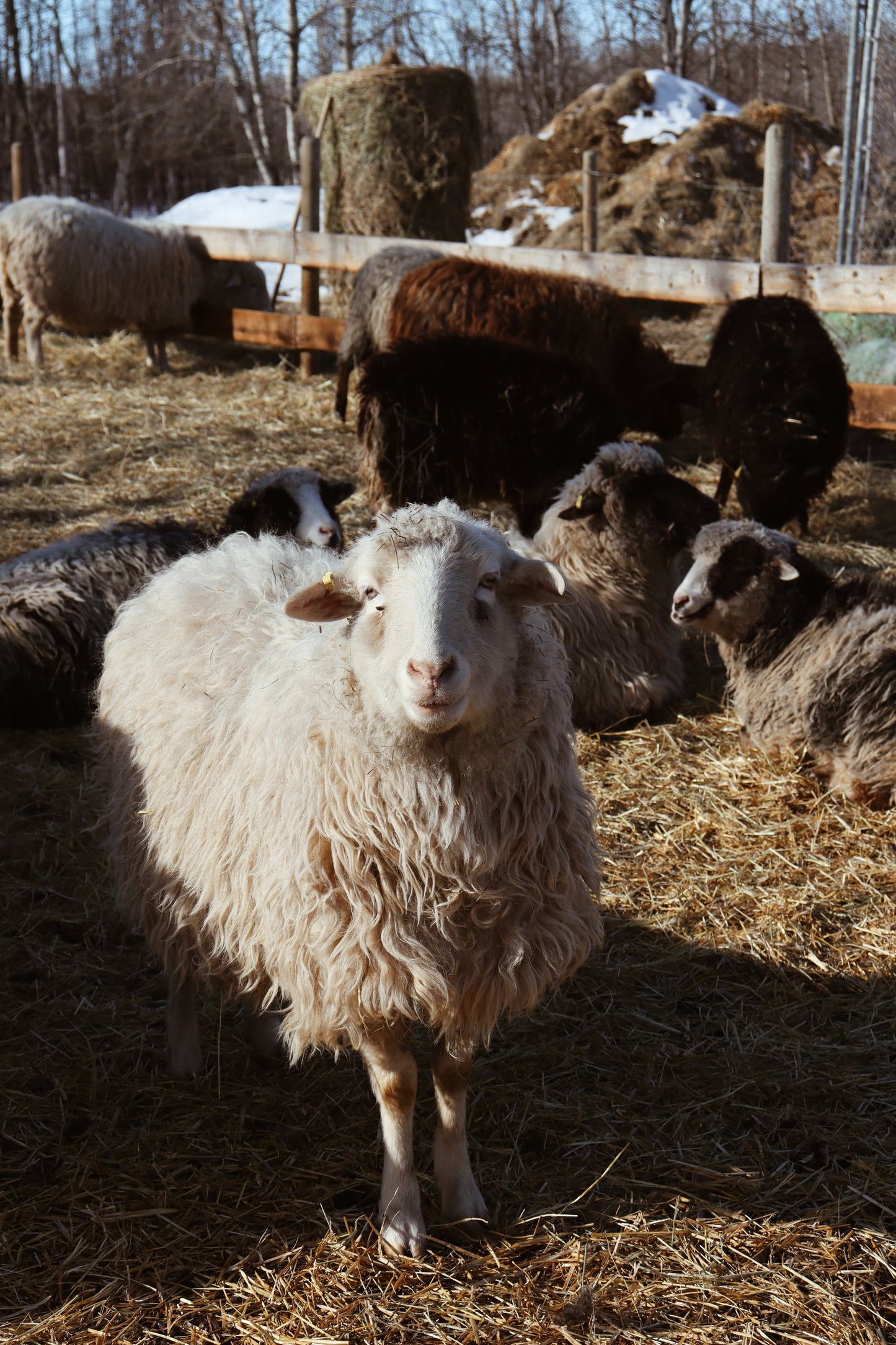 Navajo Churro Fleece - Sunshine