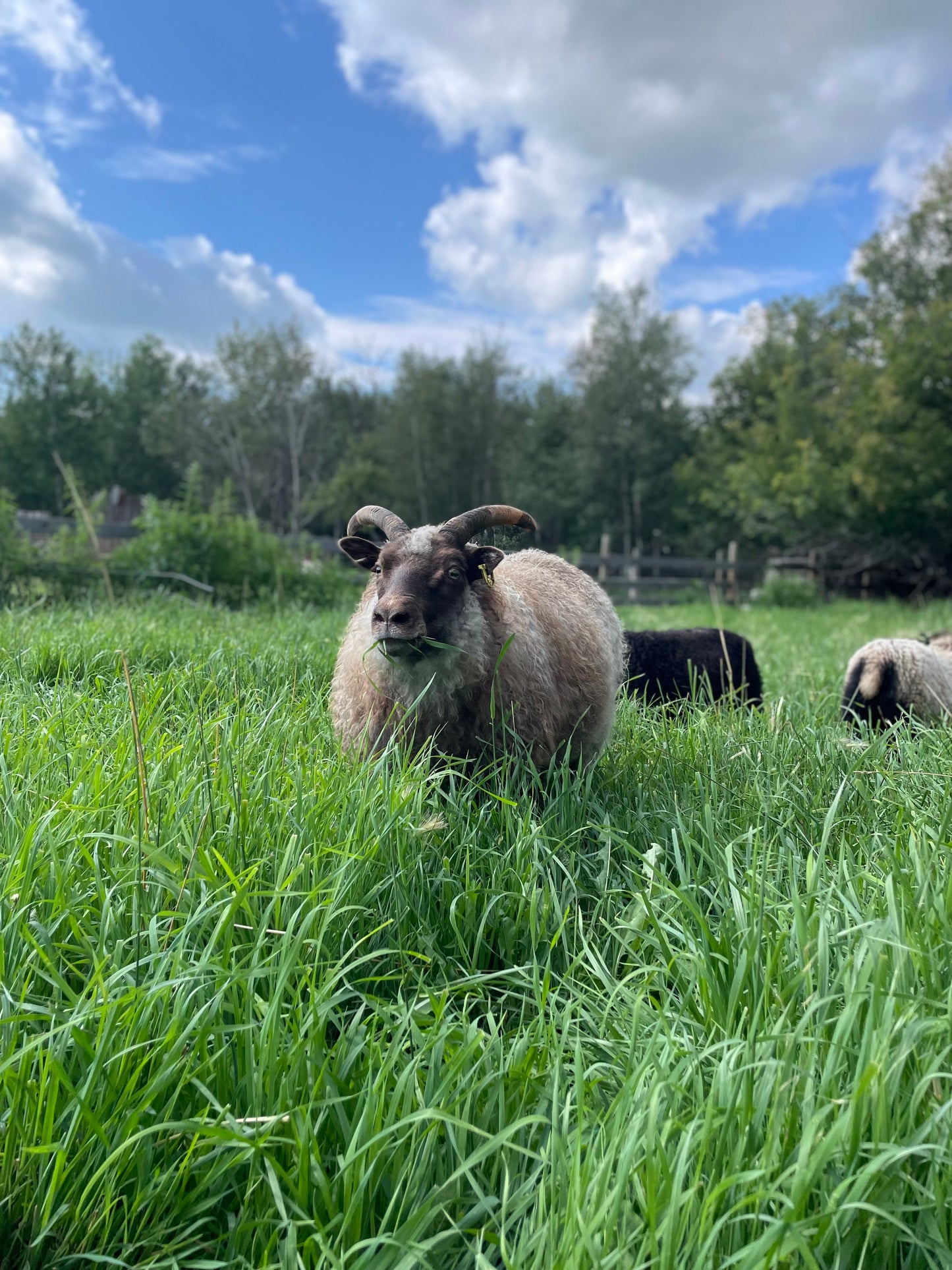 Lamb Reservations 2026