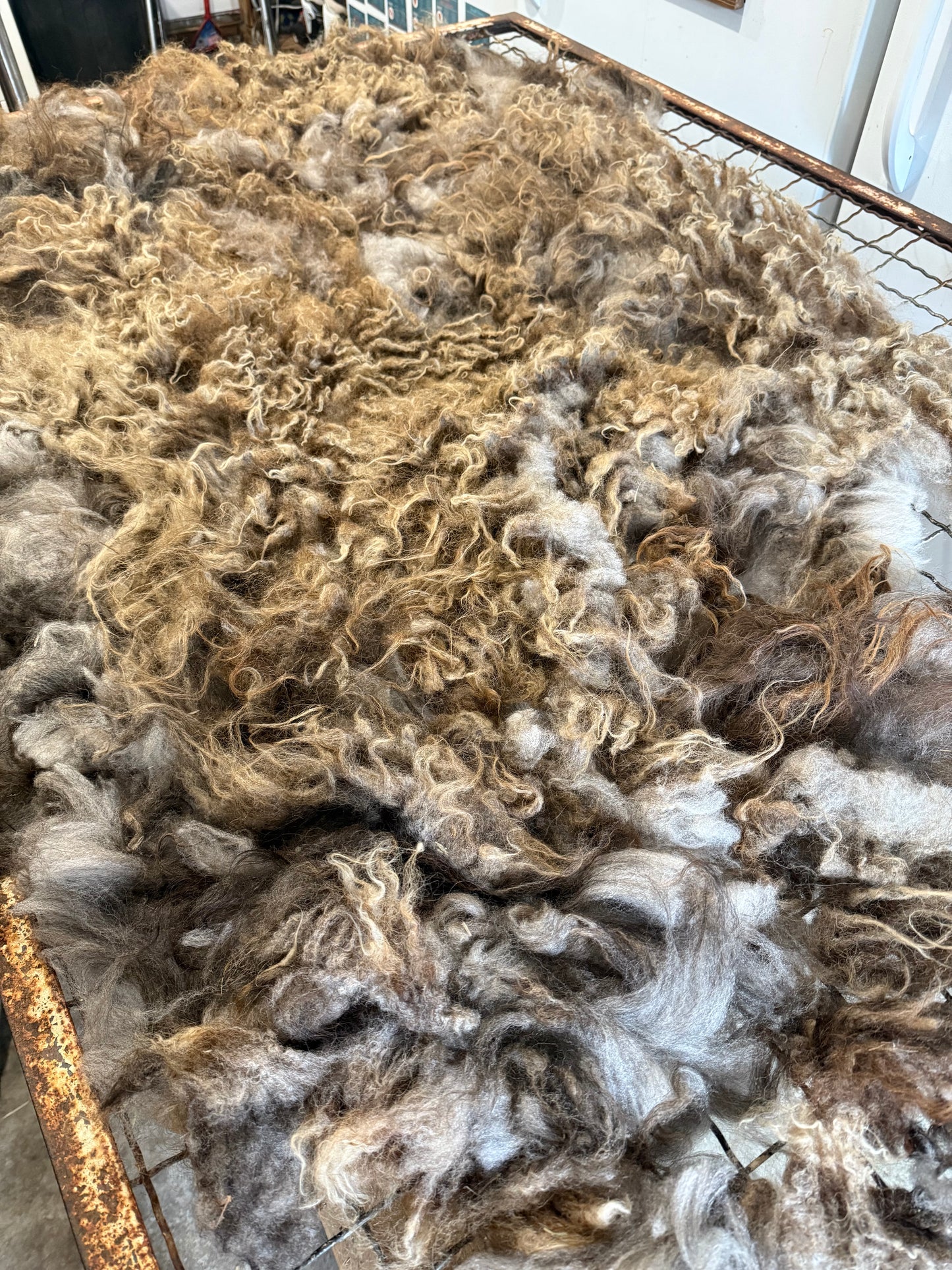 Icelandic Fall 2025 Fleece - “Ragnar”