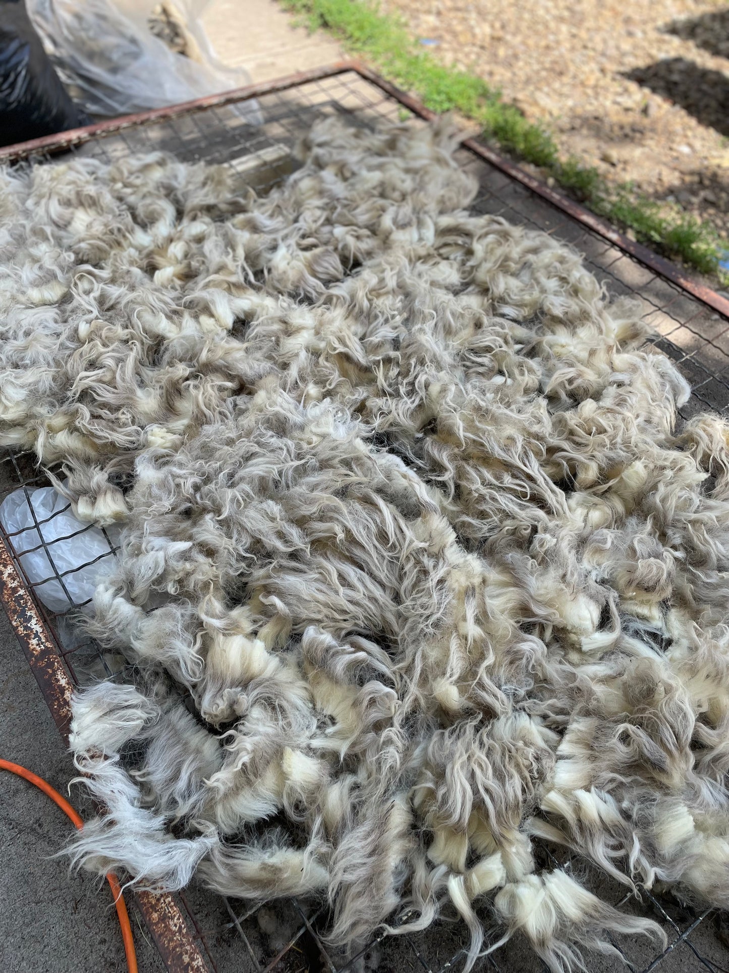 Navajo Churro Fleece - Snow