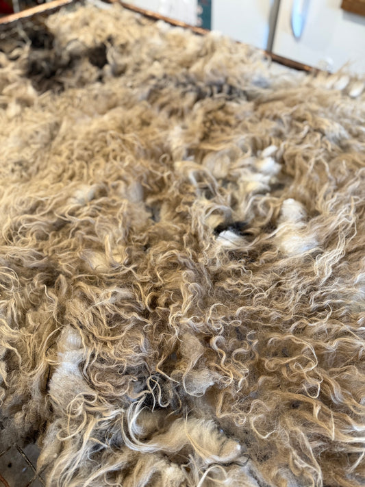 Icelandic Fall 2025 Fleece - “Badger”