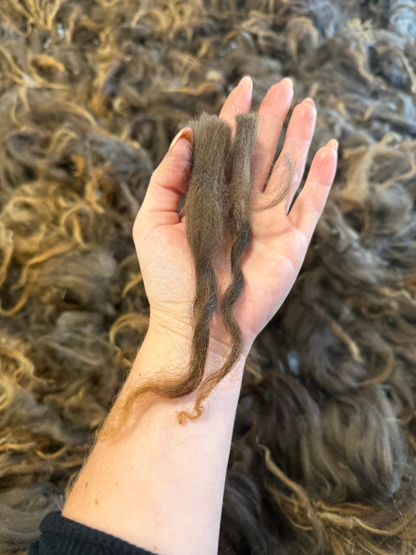 Icelandic Lamb Fall 2025 Fleece - “Faida”