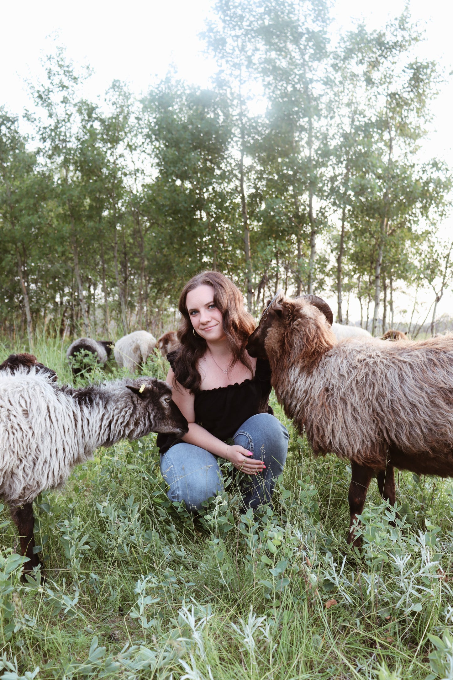 Icelandic Ewe - Annie