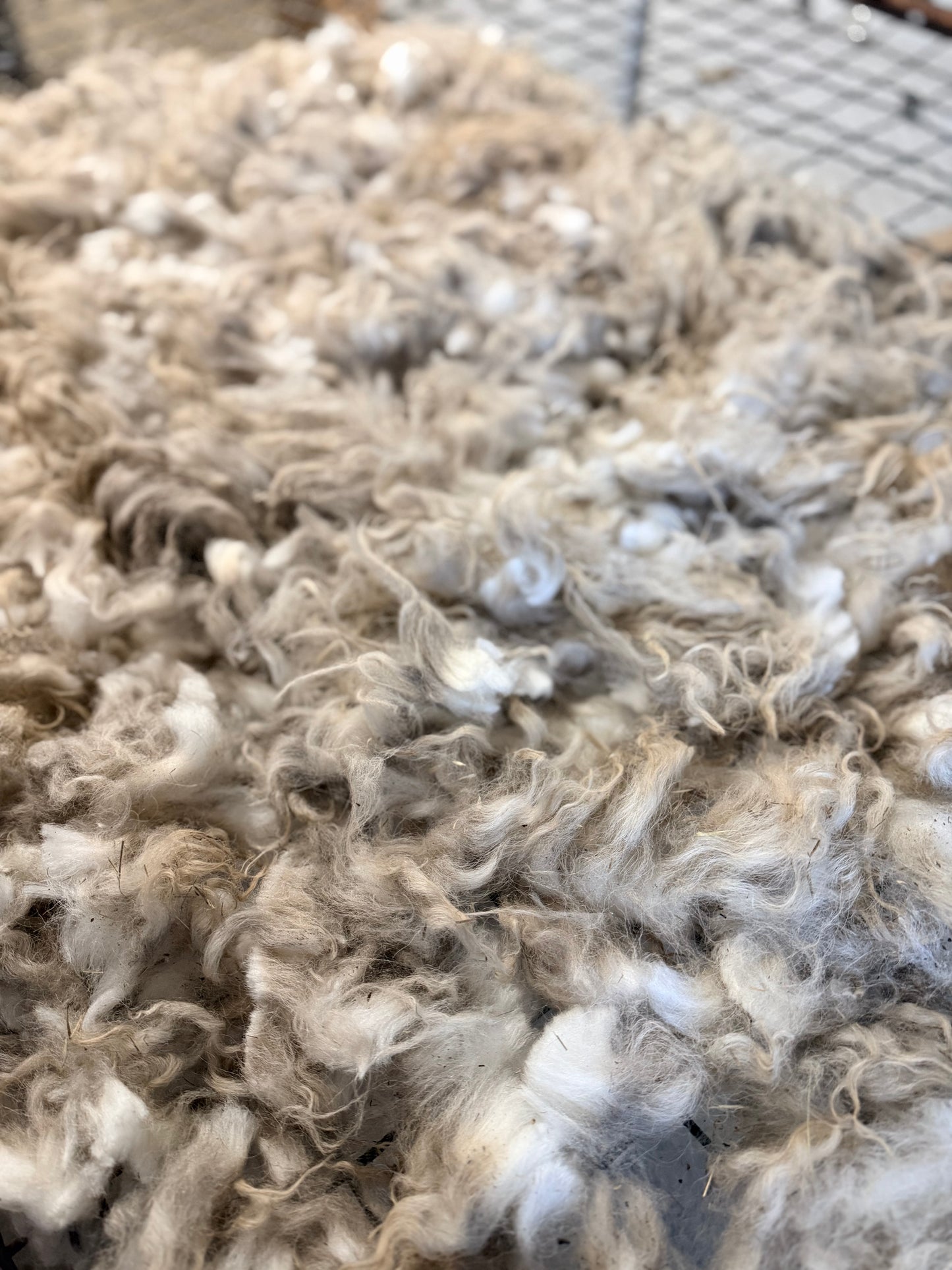 Icelandic x Navajo Churro Lamb Fall 2025 Fleece - “Ian”
