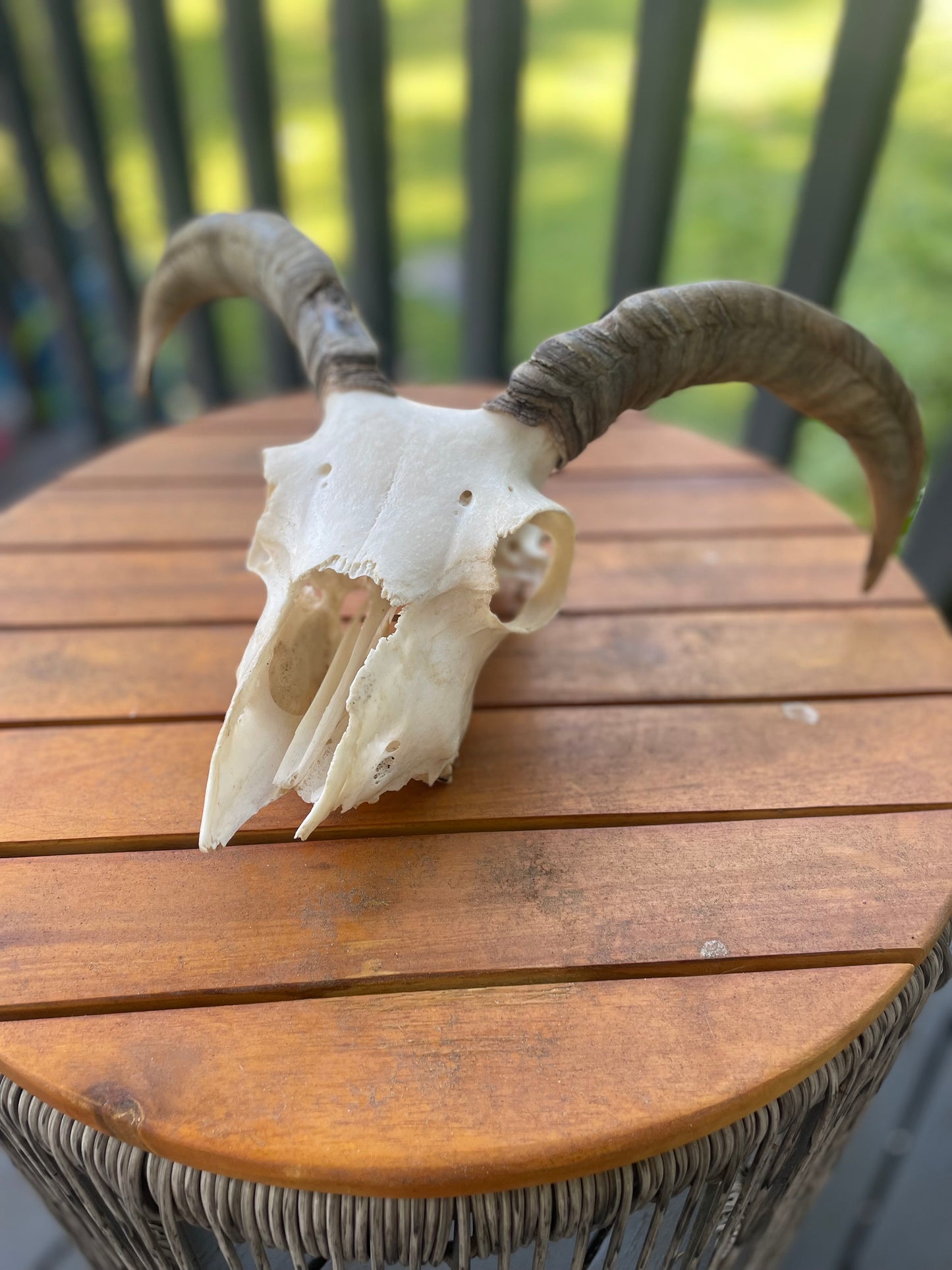 Icelandic Skull “Olive”