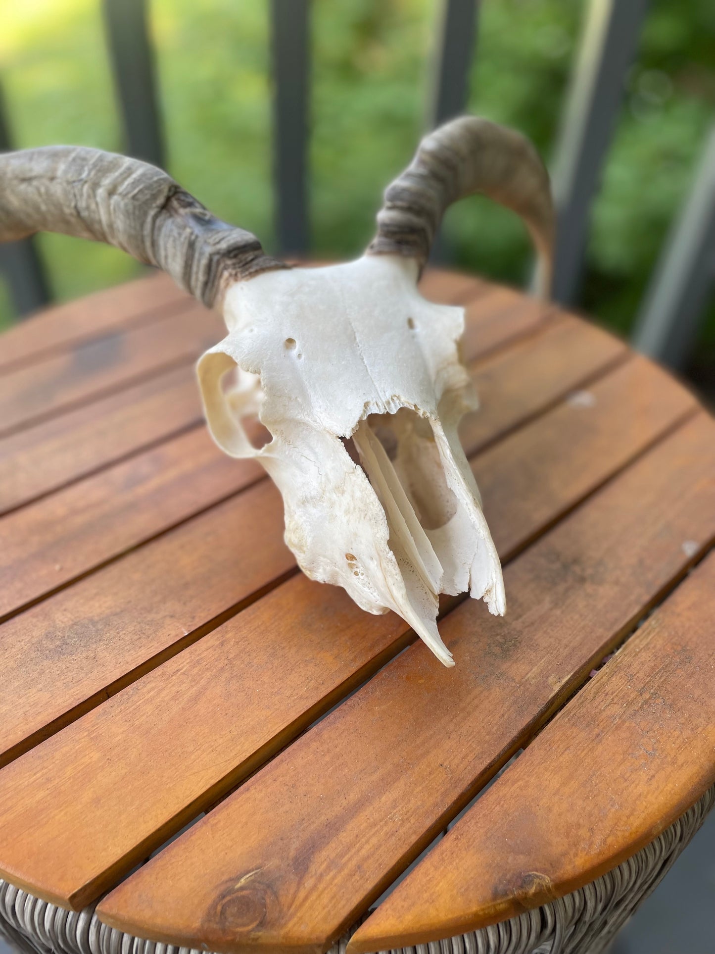 Icelandic Skull “Olive”