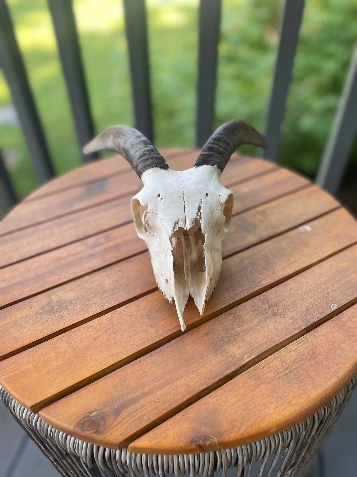 Icelandic Skull “Helga”
