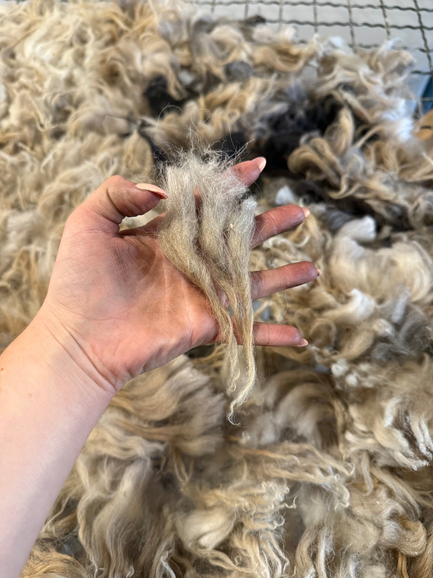 Icelandic x Navajo Churro Lamb Fleece - Aria