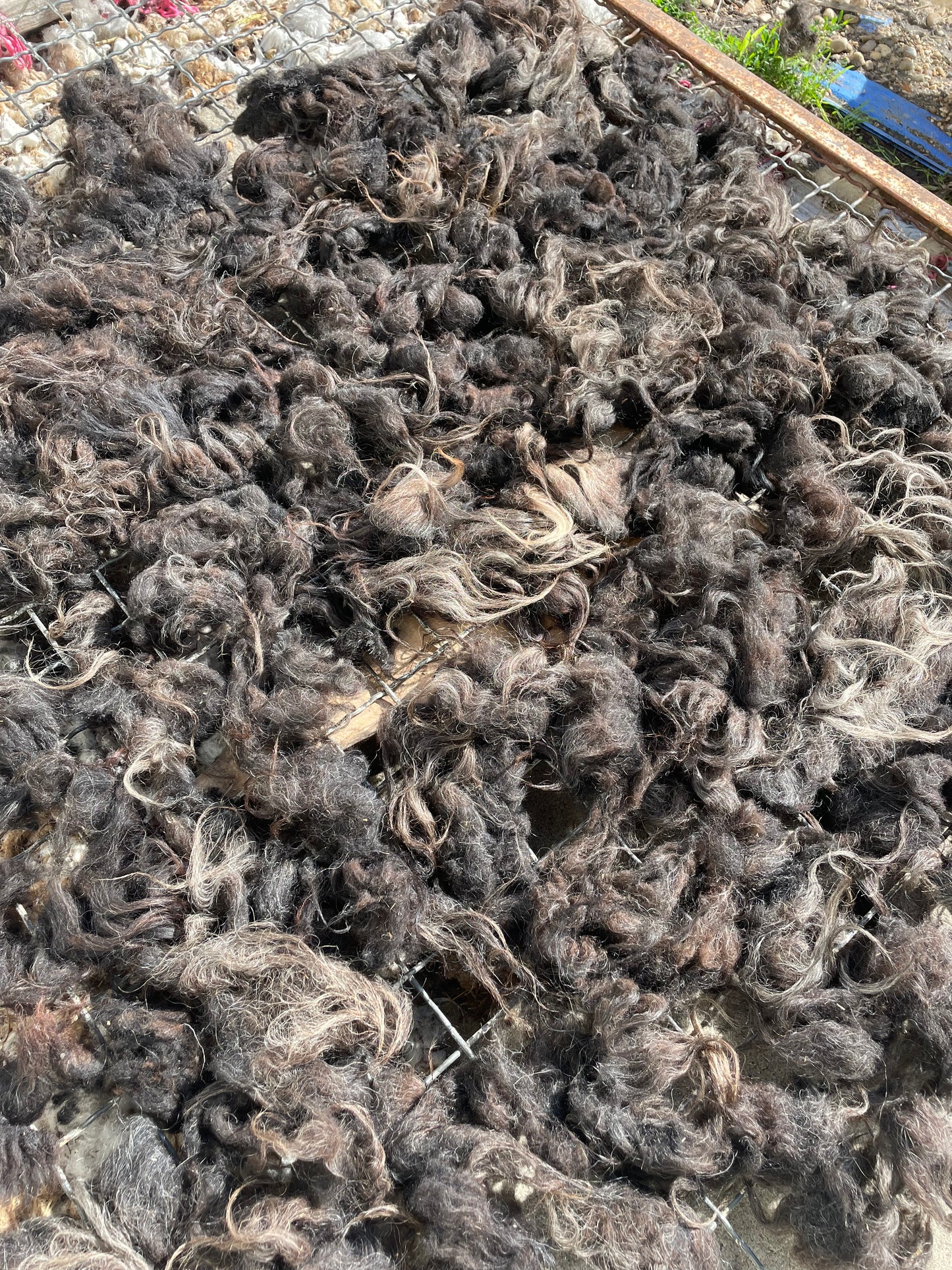 Icelandic Fleece - Gwen