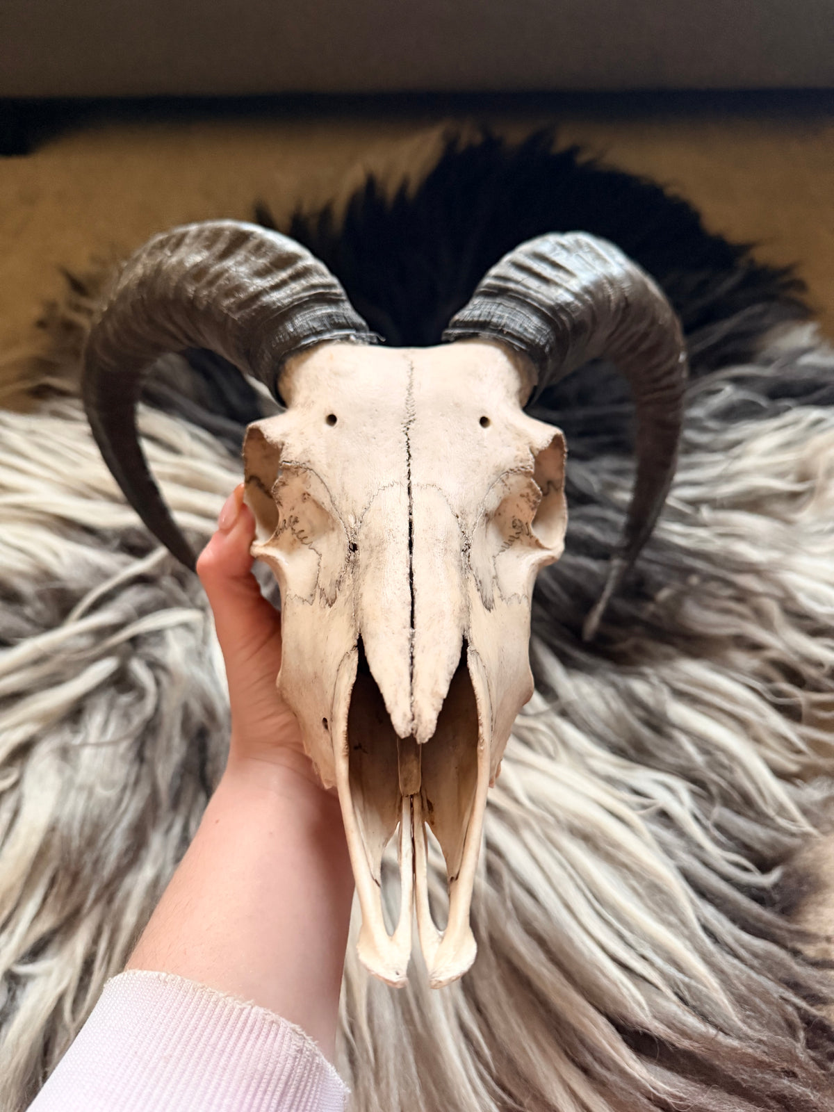 Icelandic Skull - “Badger”
