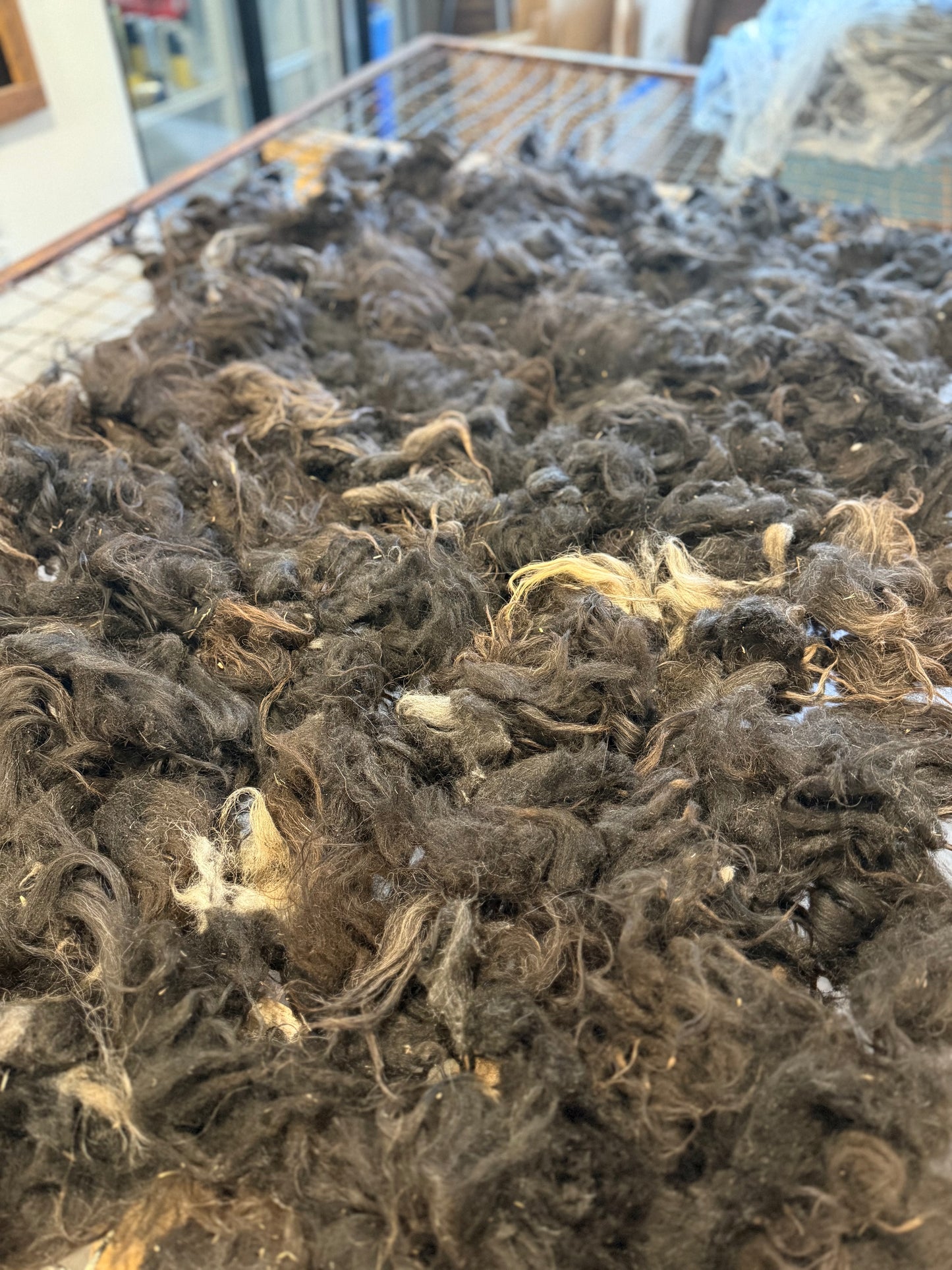 Icelandic Fall 2025 Fleece - “Sunna”