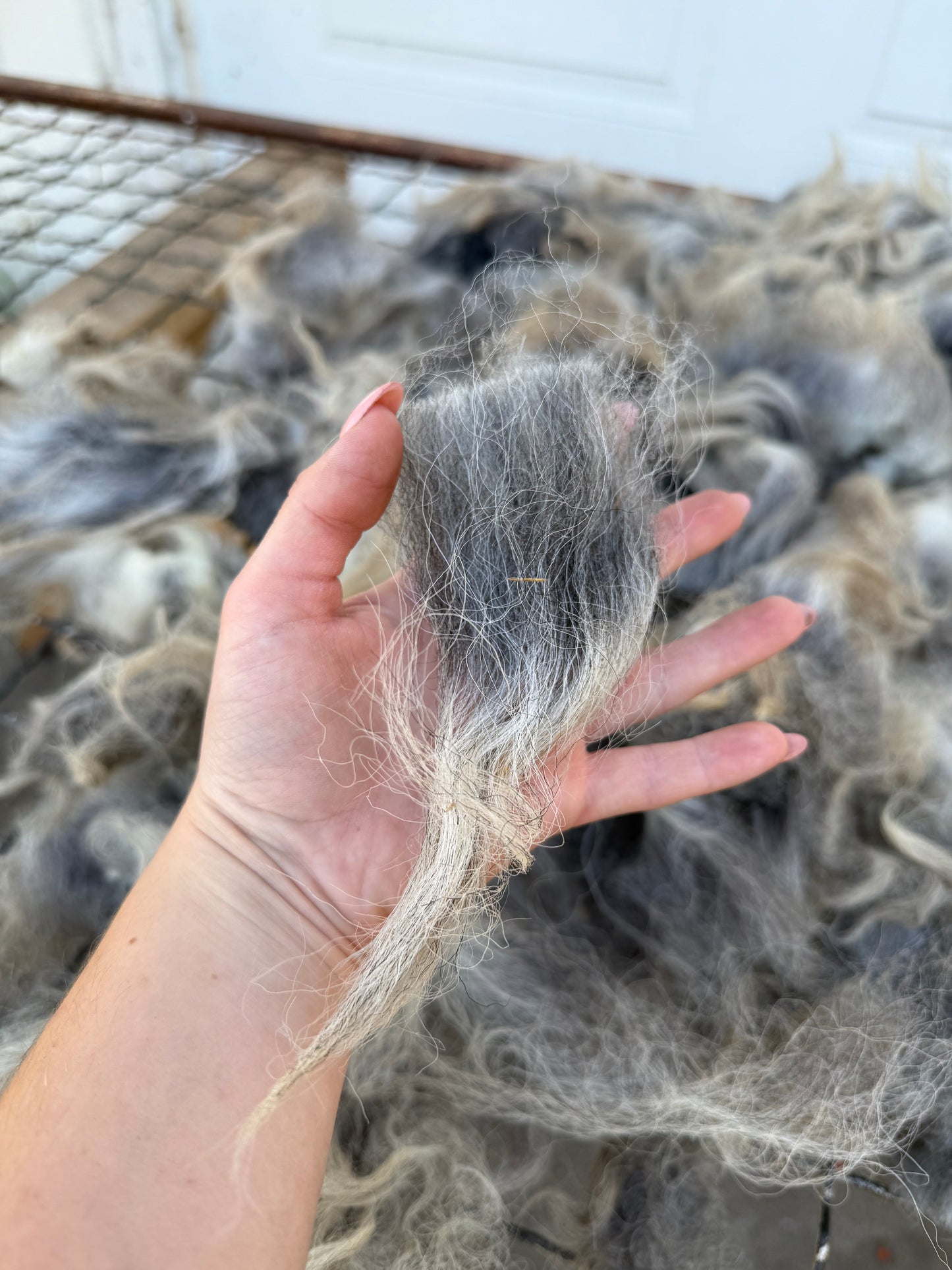 Navajo Churro Fleece - Rowan