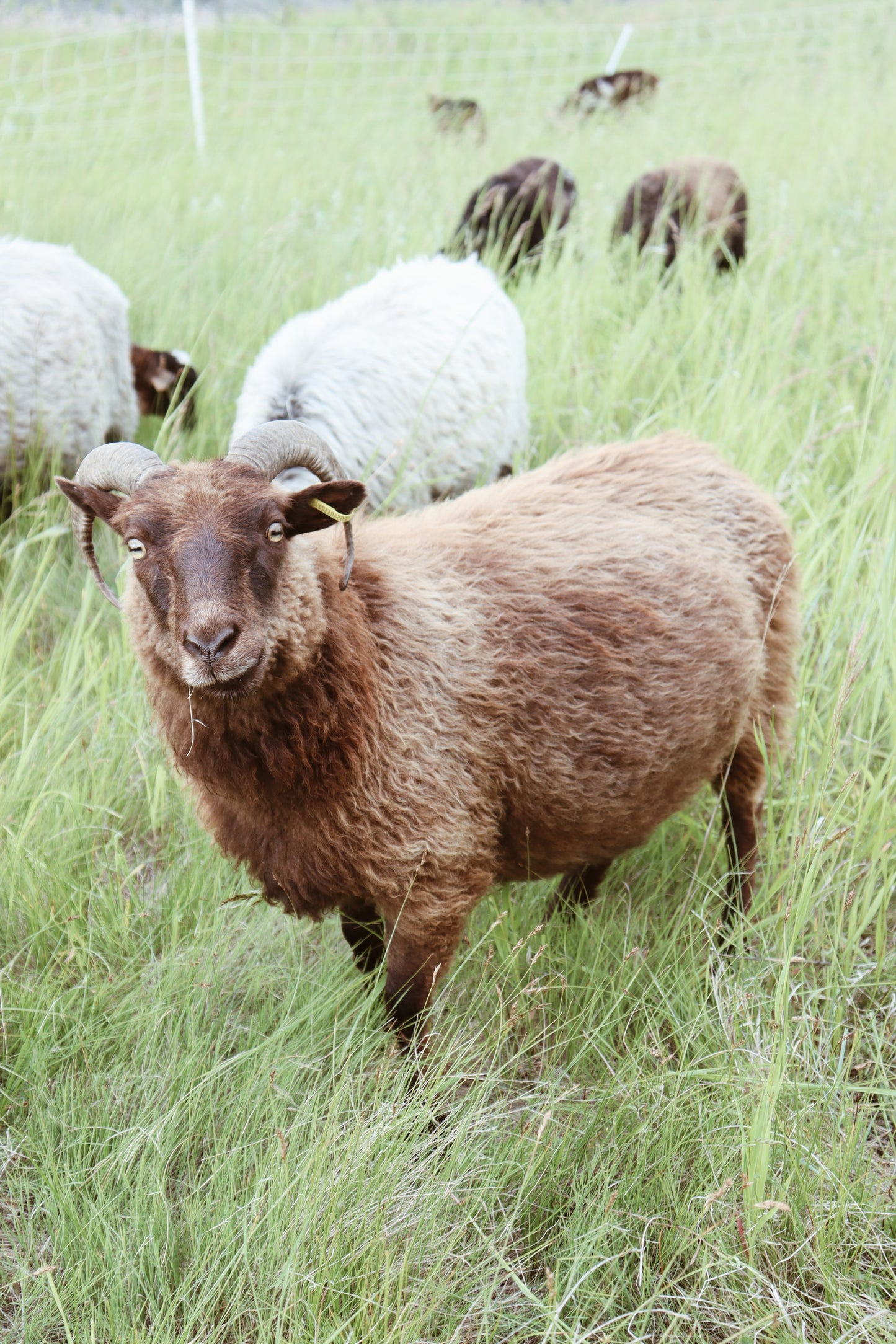 Icelandic Fleece - Tulip