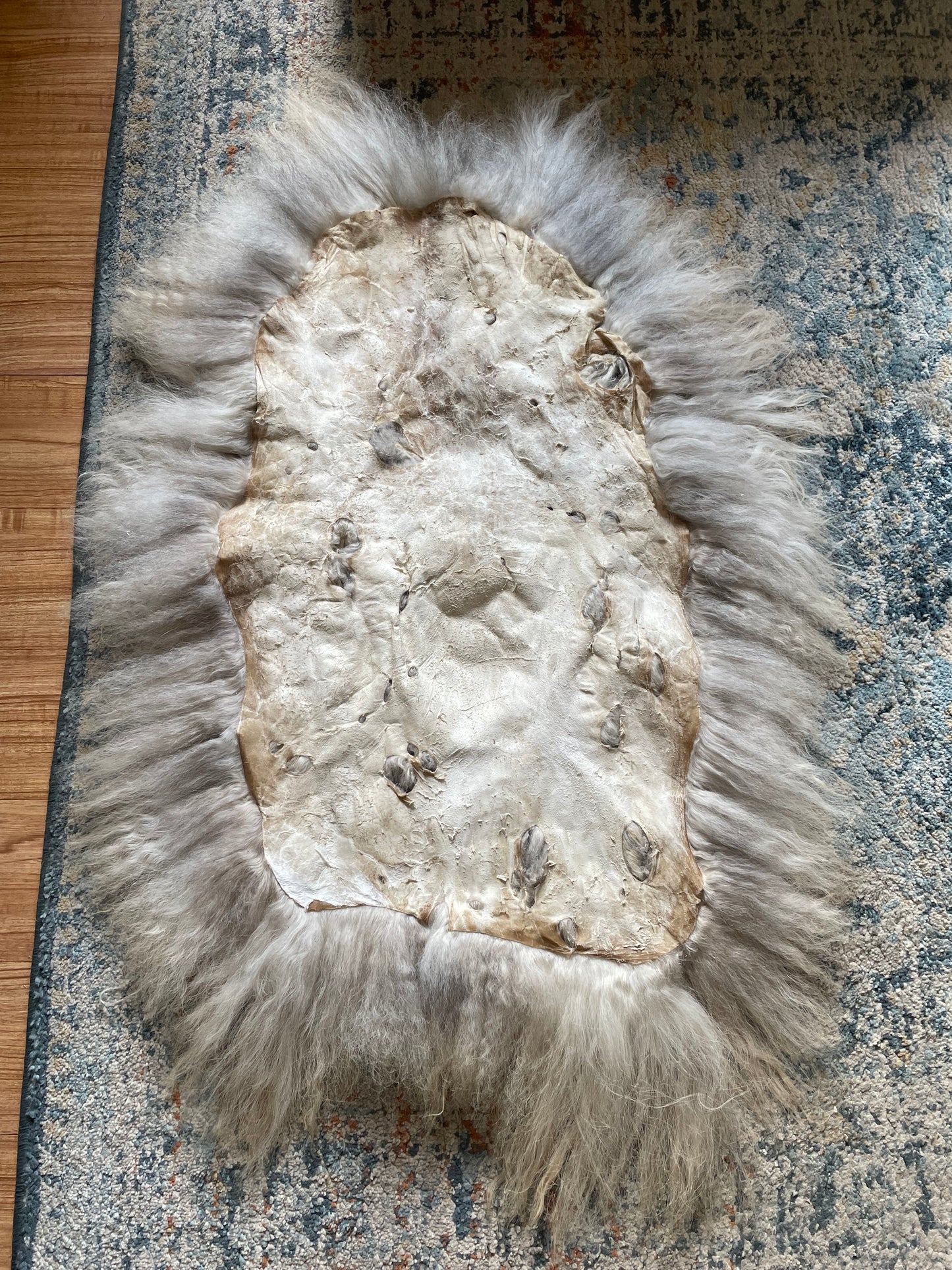 Icelandic Hide - “Jackson”