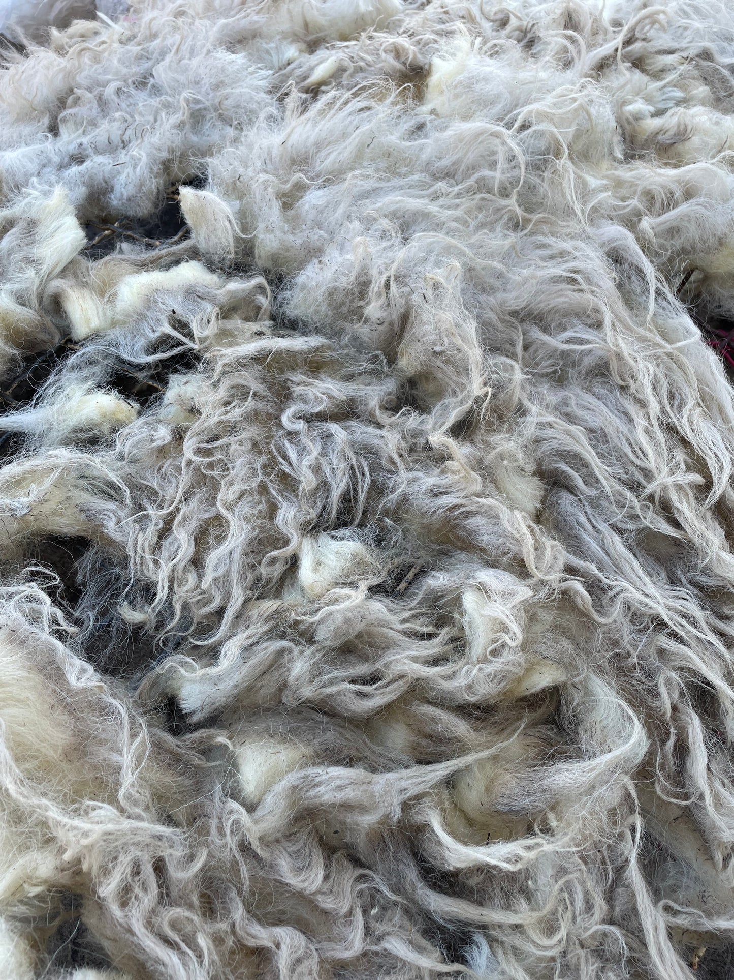 Navajo Churro Ewe - Snow