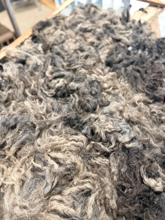 Icelandic x Navajo Churro Lamb Fall 2025 Fleece - “Romeo”