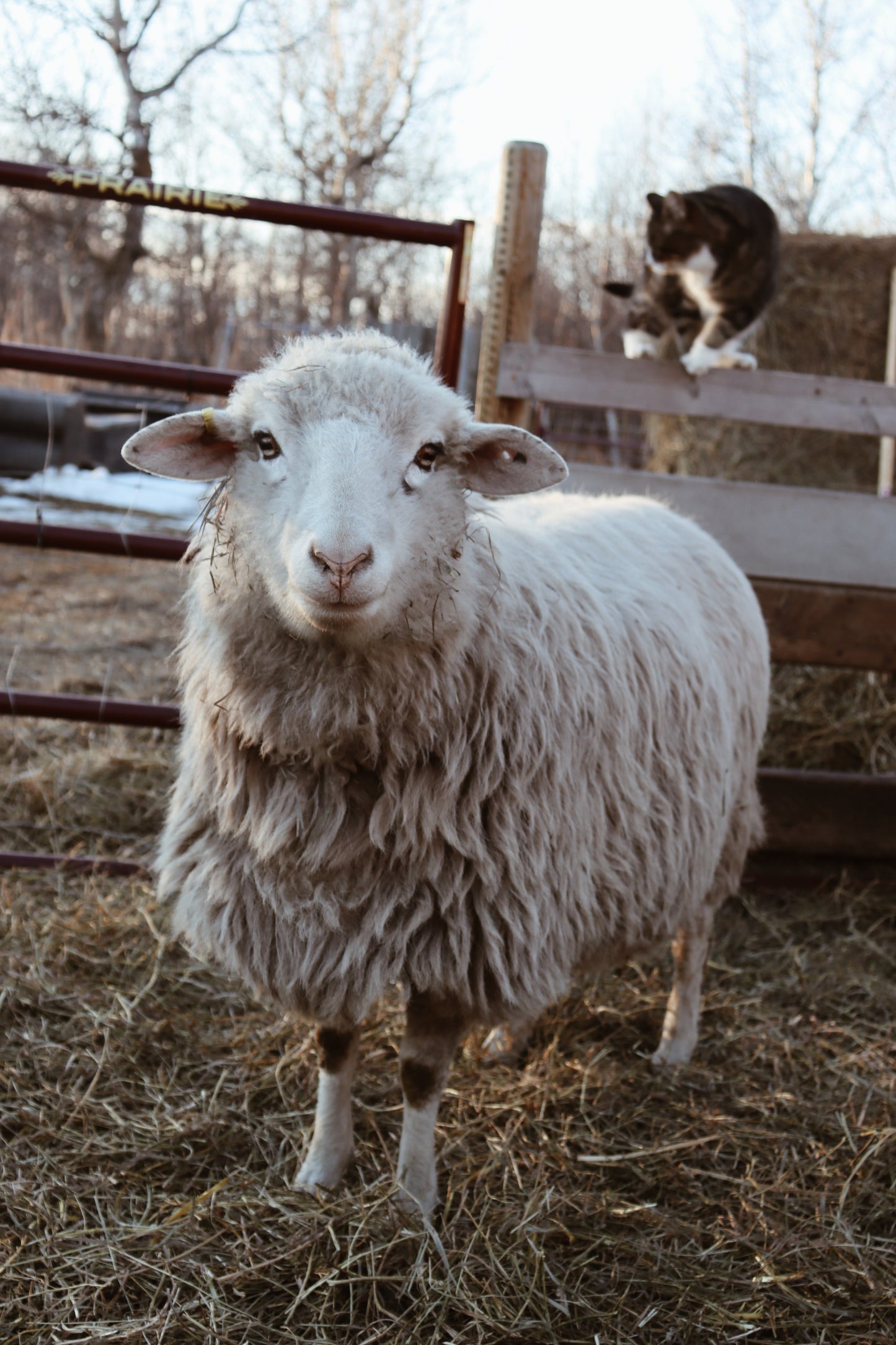 Navajo Churro Ewe - Snow