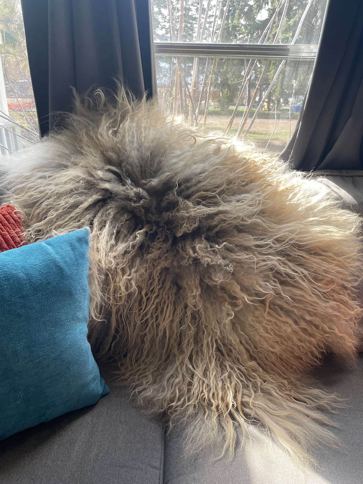 Icelandic Hide - “Jackson”