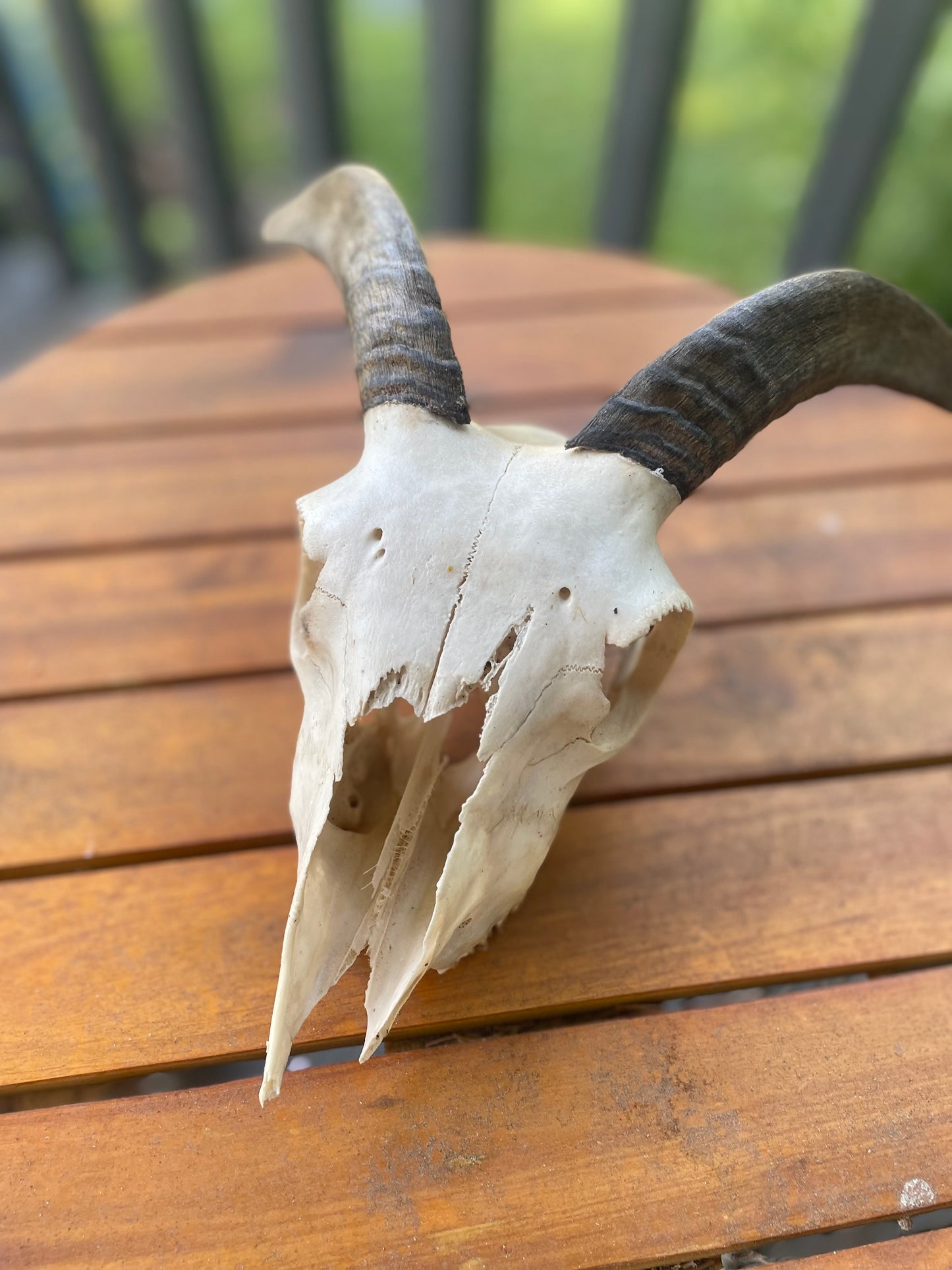 Icelandic Skull “Helga”