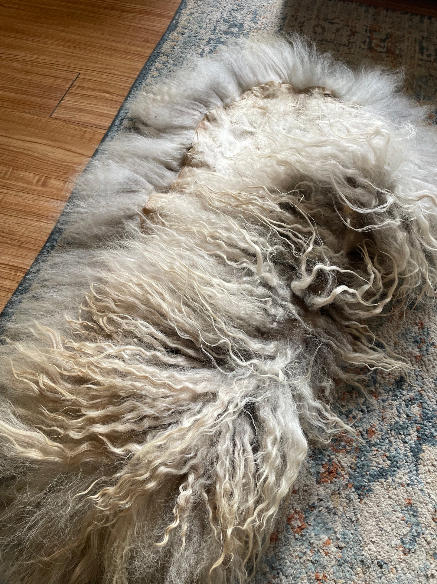 Icelandic Hide - “Jackson”