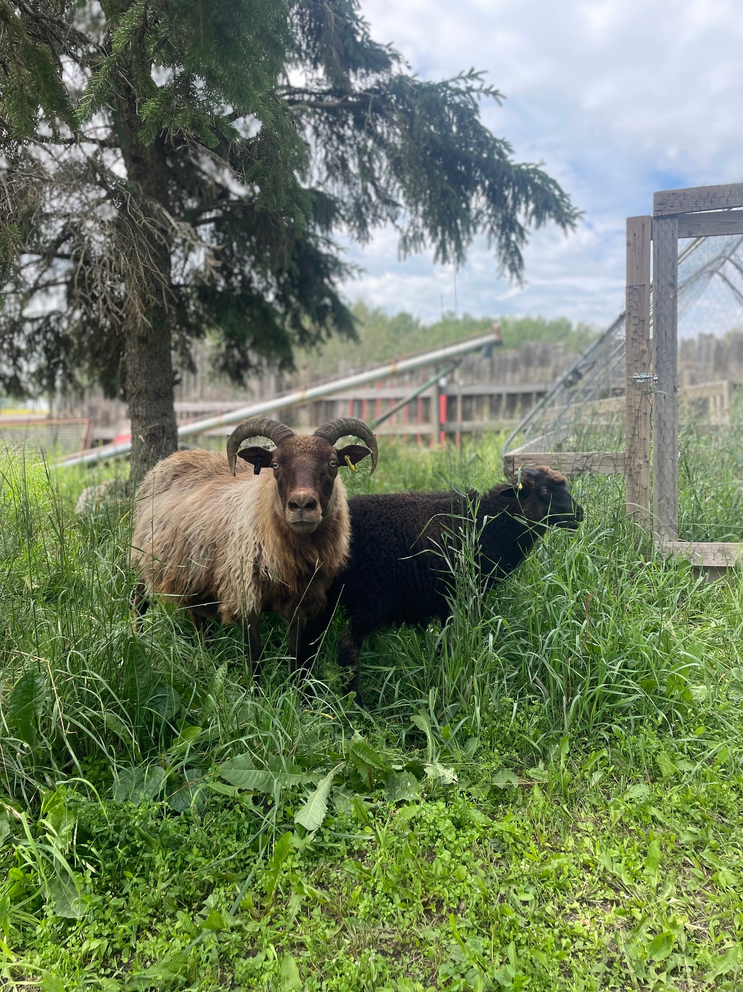 Icelandic Fall 2025 Fleece - “Inrama”