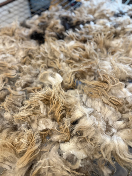 Icelandic x Navajo Churro Lamb Fleece - Aria