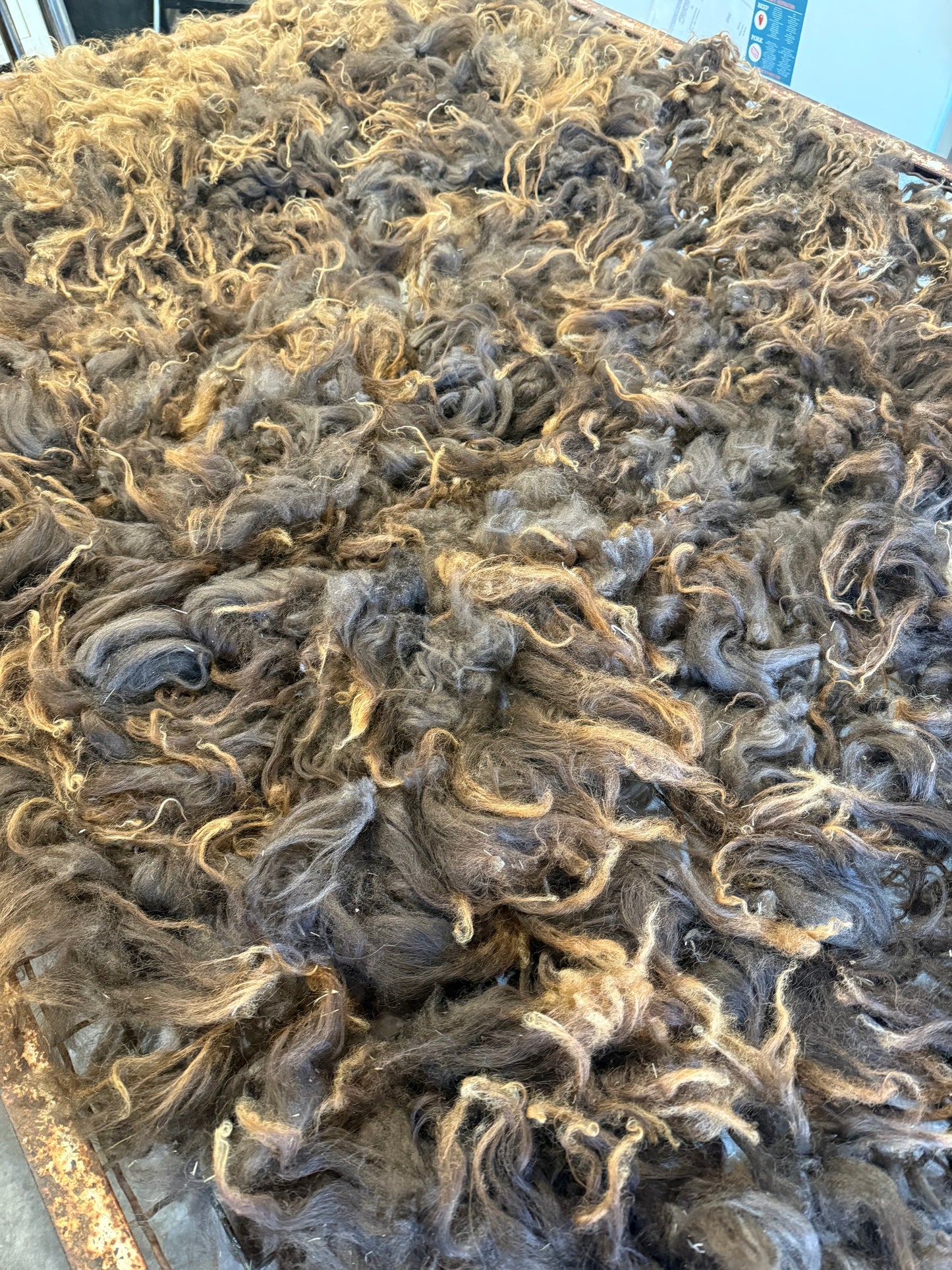 Icelandic Lamb Fall 2025 Fleece - “Faida”