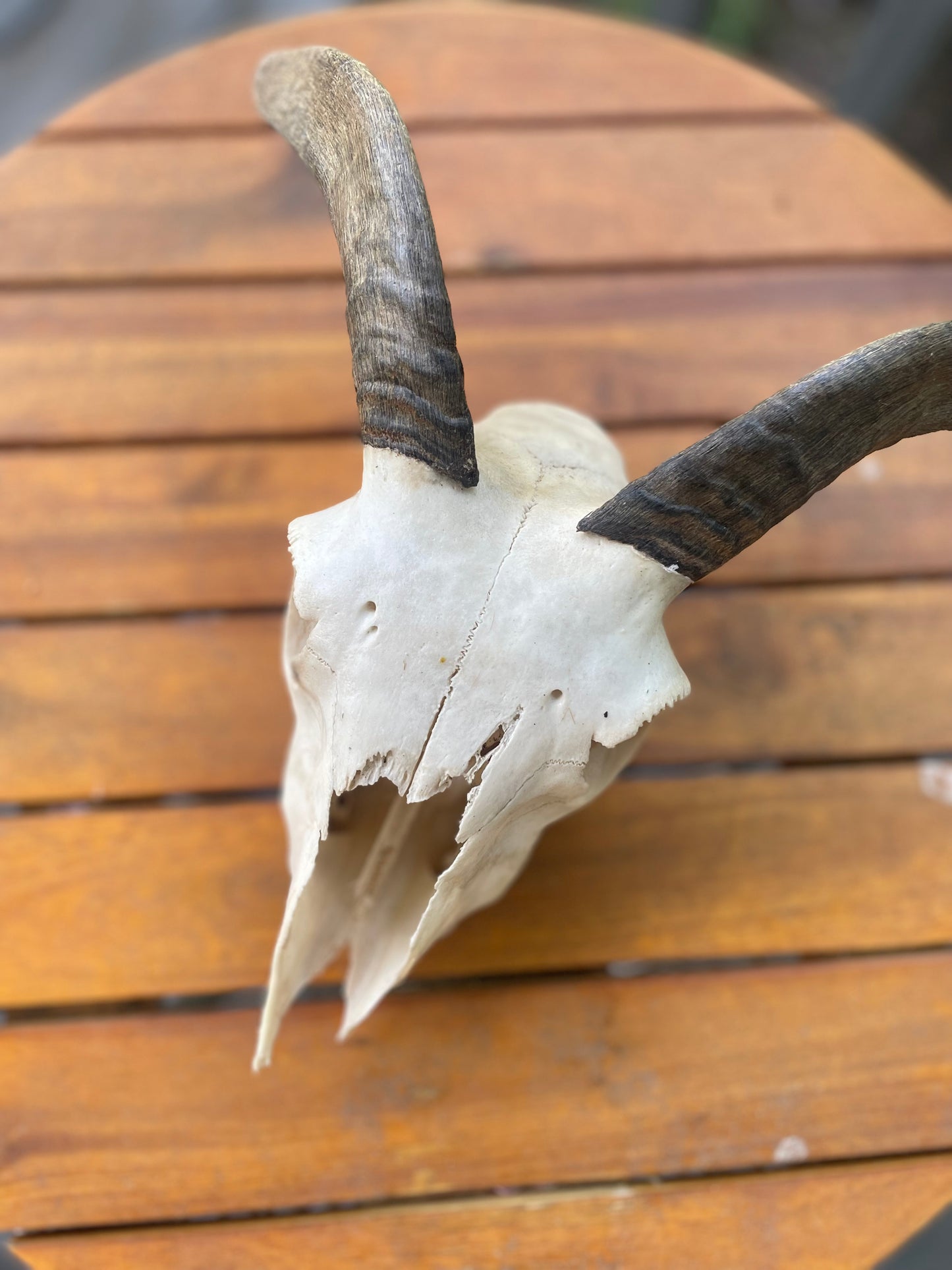Icelandic Skull “Helga”