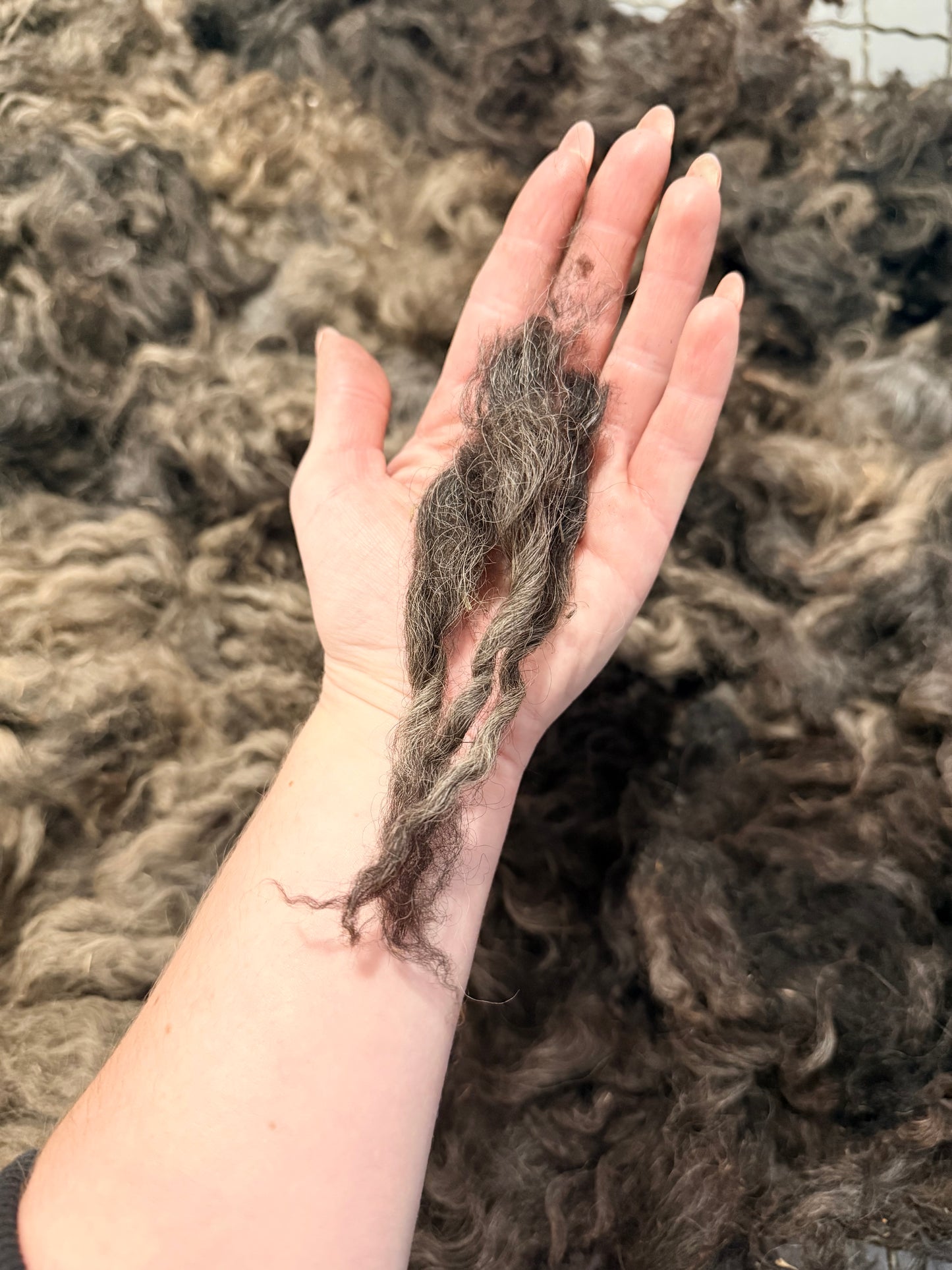 Icelandic x Navajo Churro Lamb Fall 2025 Fleece - “Romeo”