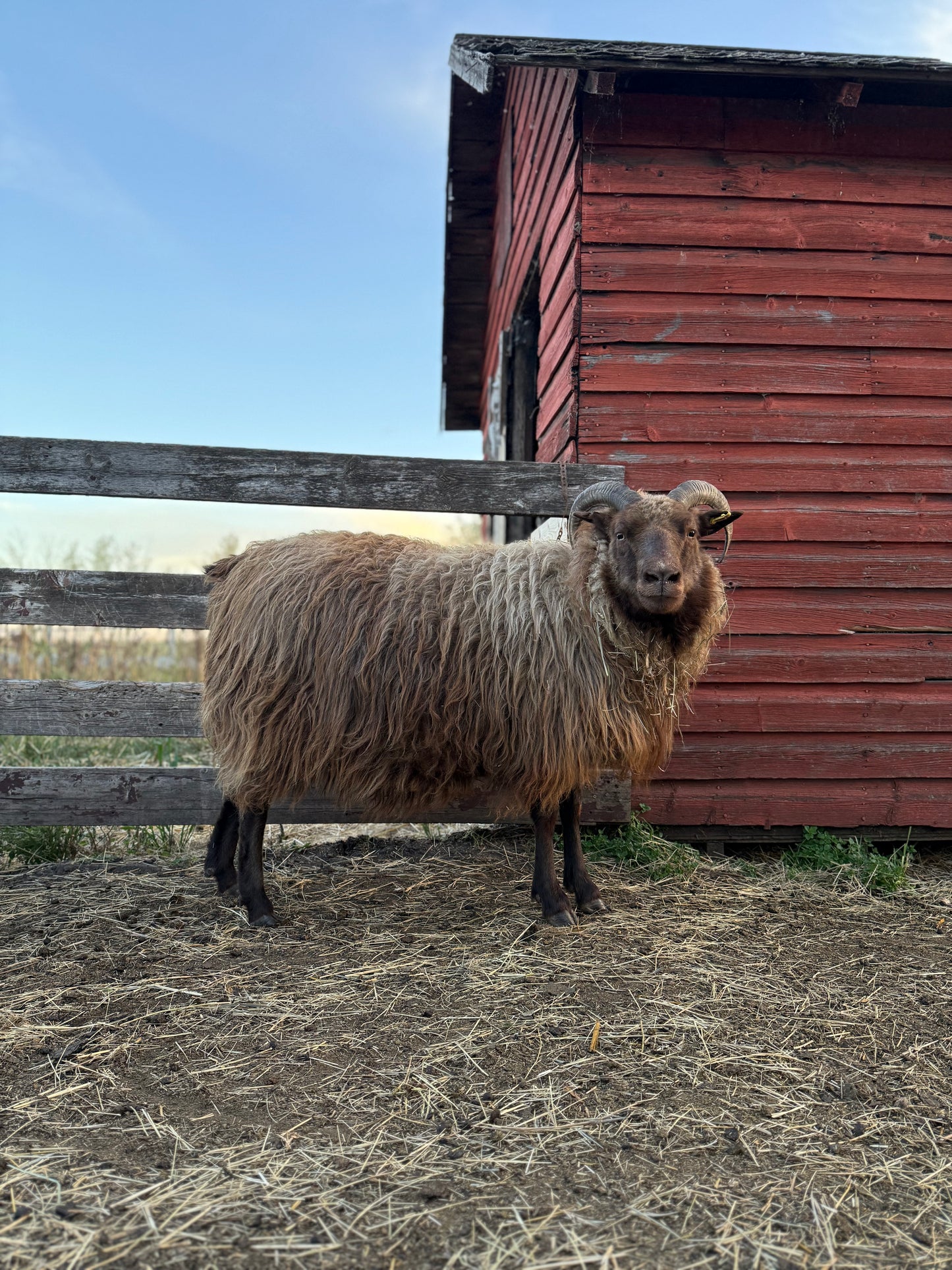 Icelandic Fall 2025 Fleece - “Andi”