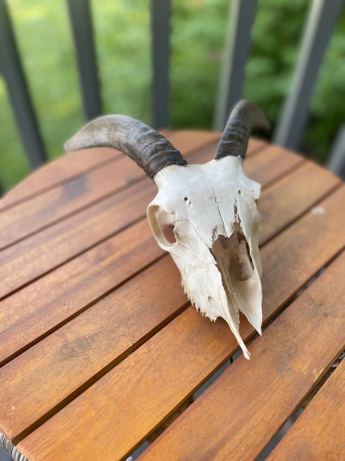 Icelandic Skull “Helga”