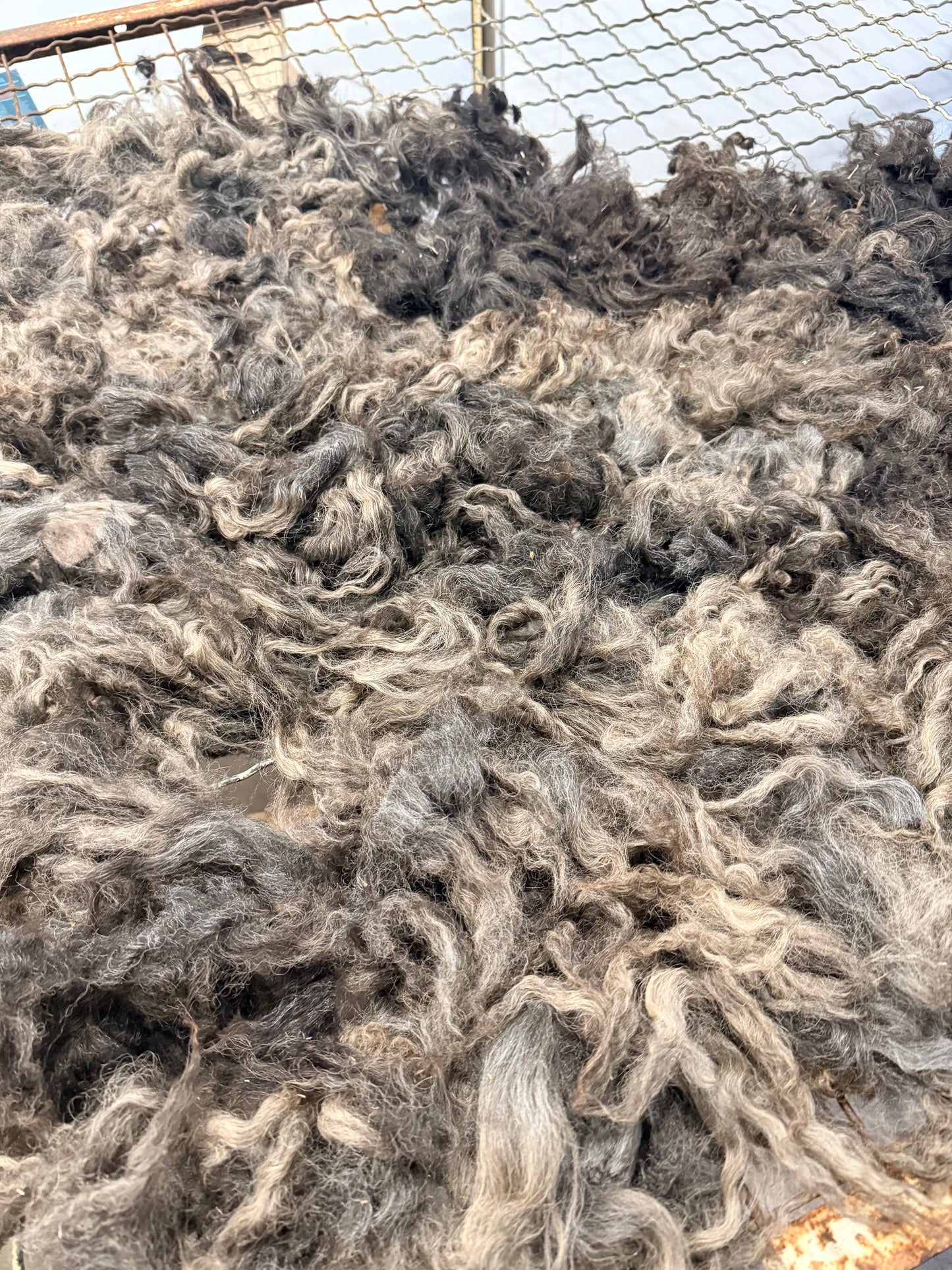 Icelandic x Navajo Churro Lamb Fall 2025 Fleece - “Romeo”