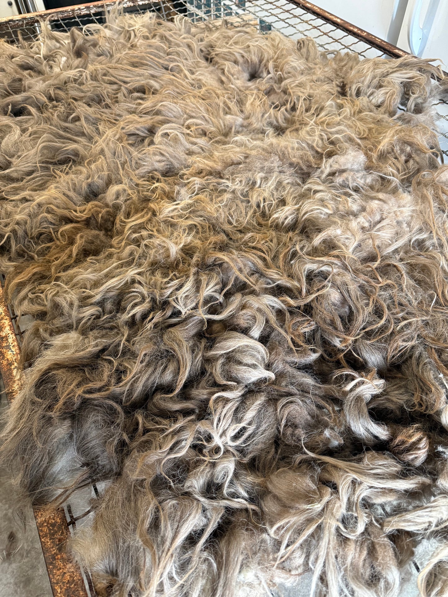 Icelandic Fall 2025 Fleece - “Helga”