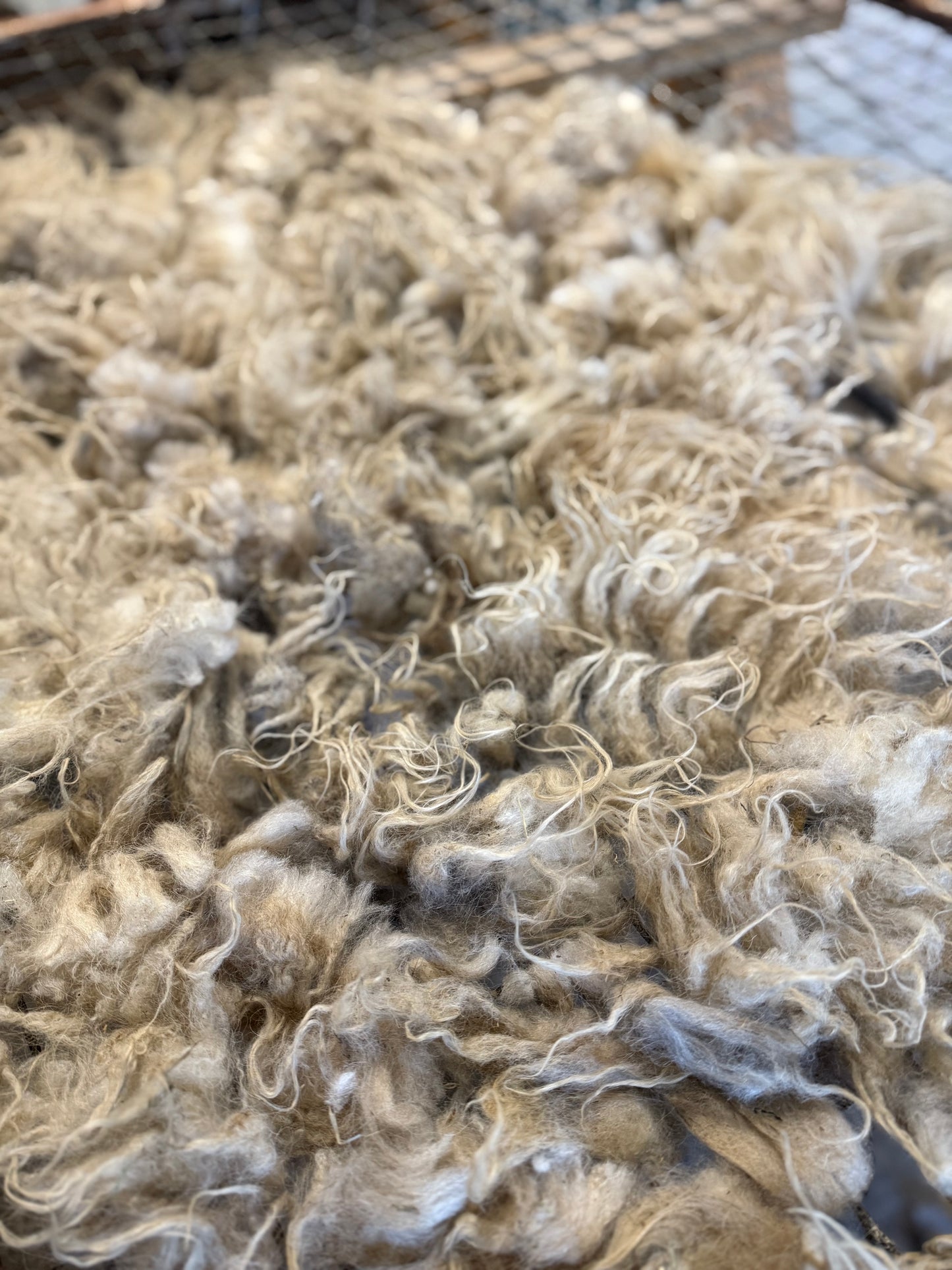 Icelandic Lamb Fall 2025 Fleece - “Gunnar”