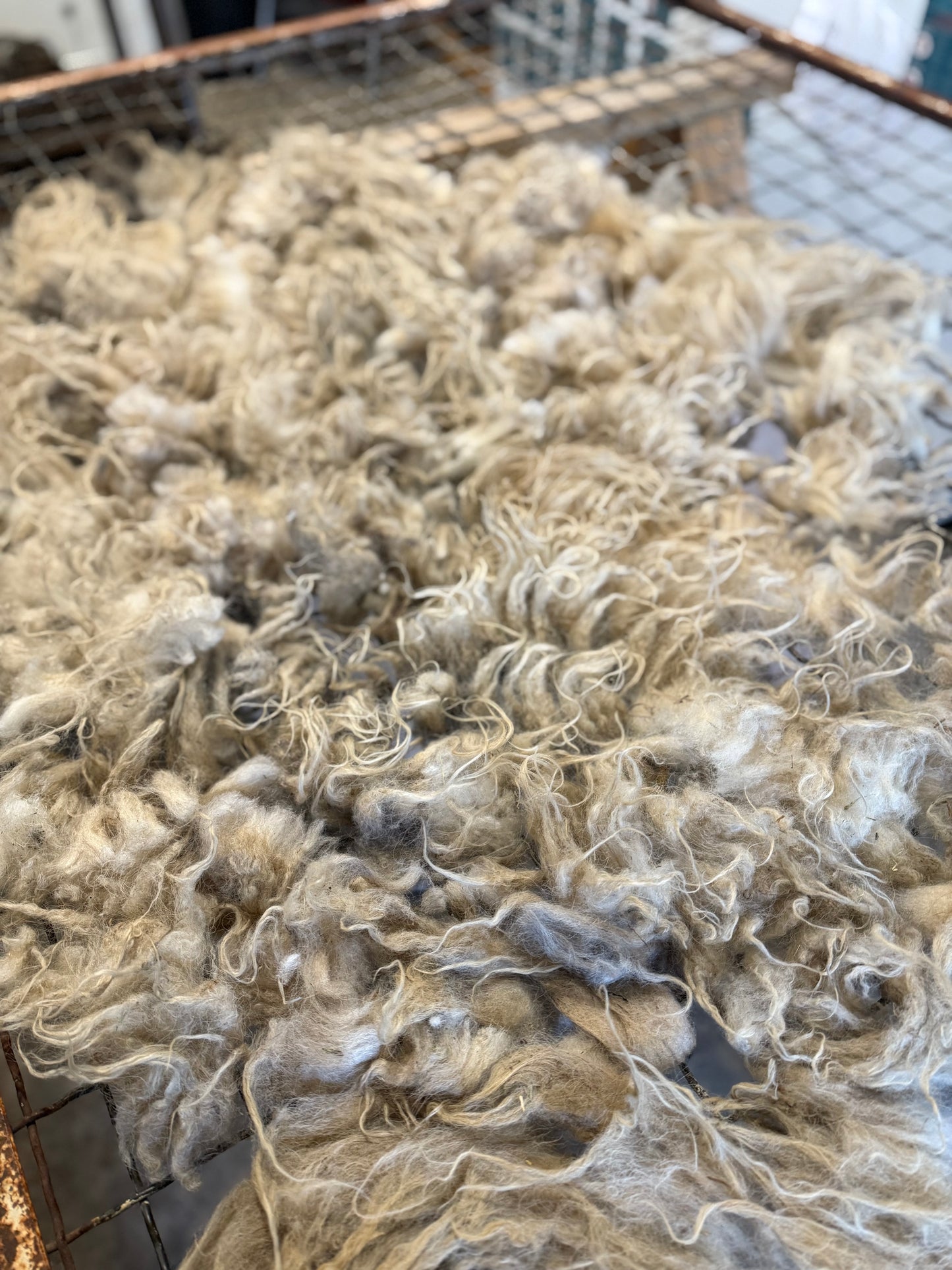 Icelandic Lamb Fall 2025 Fleece - “Gunnar”