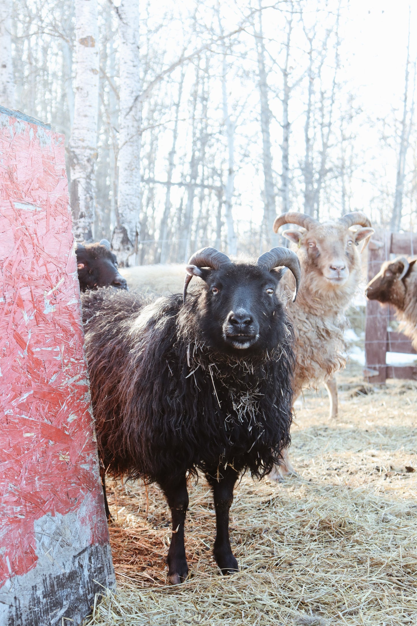Icelandic Fleece - Astrik