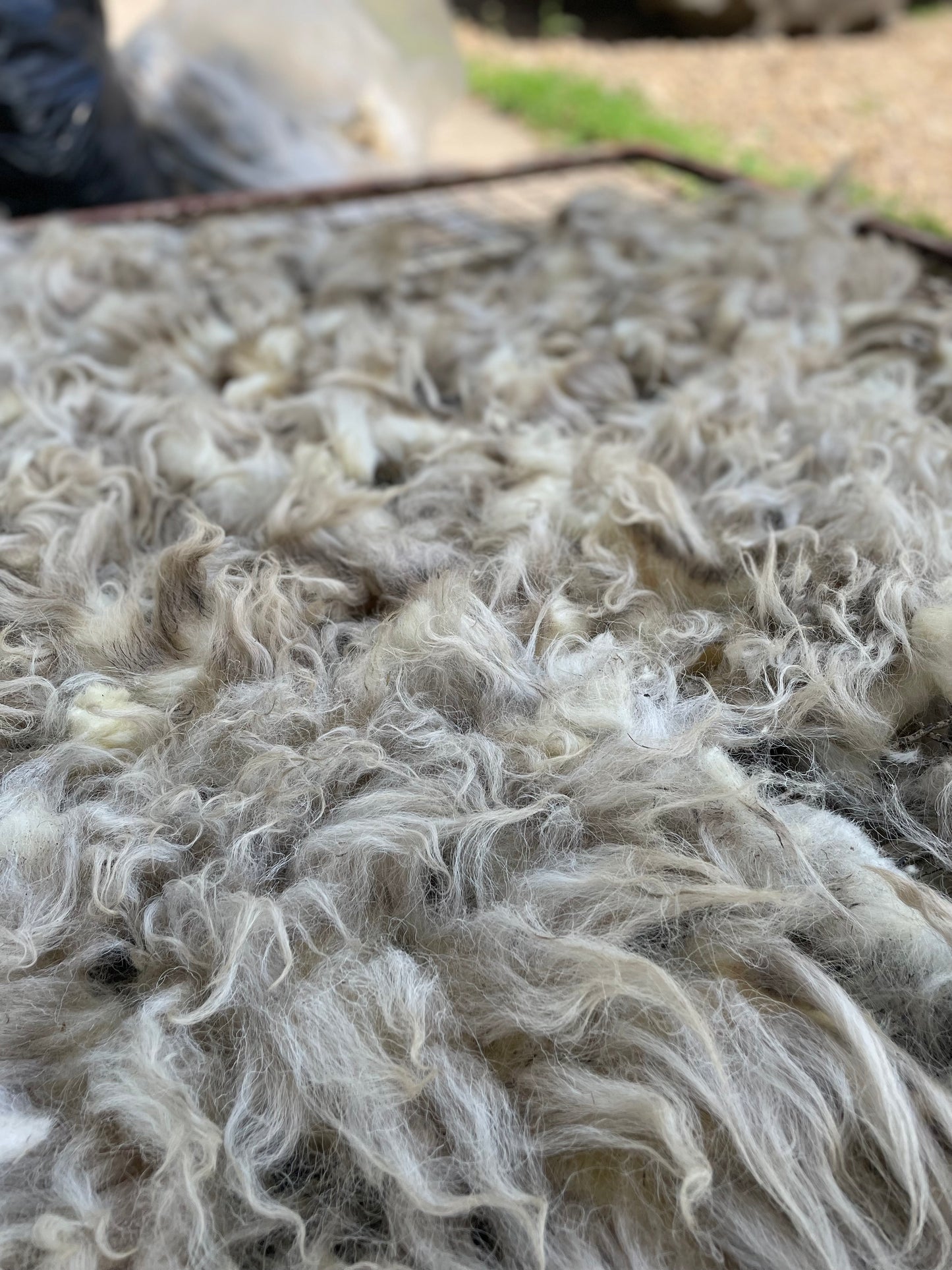 Navajo Churro Fleece - Snow