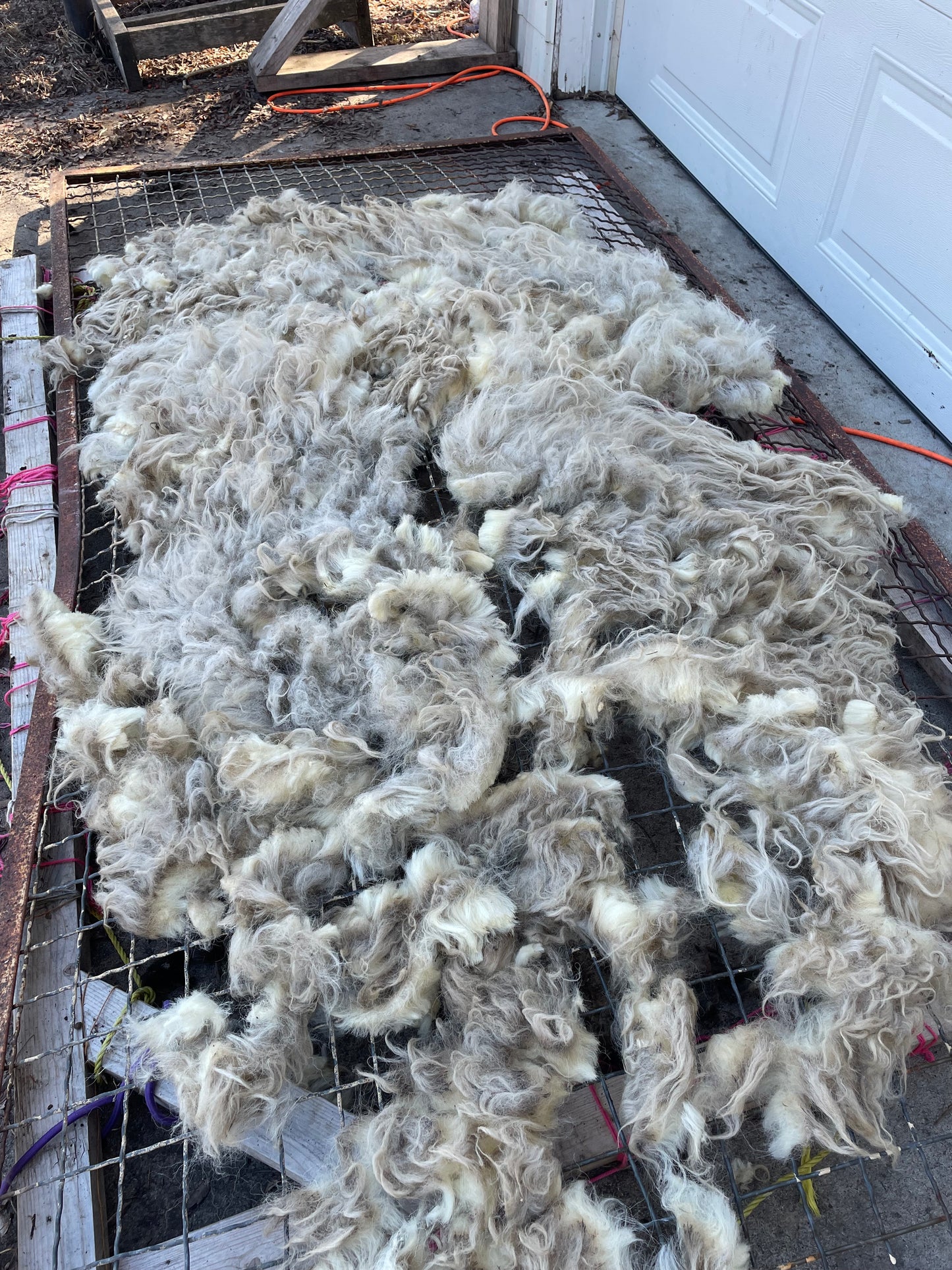 Navajo Churro Ewe - Snow