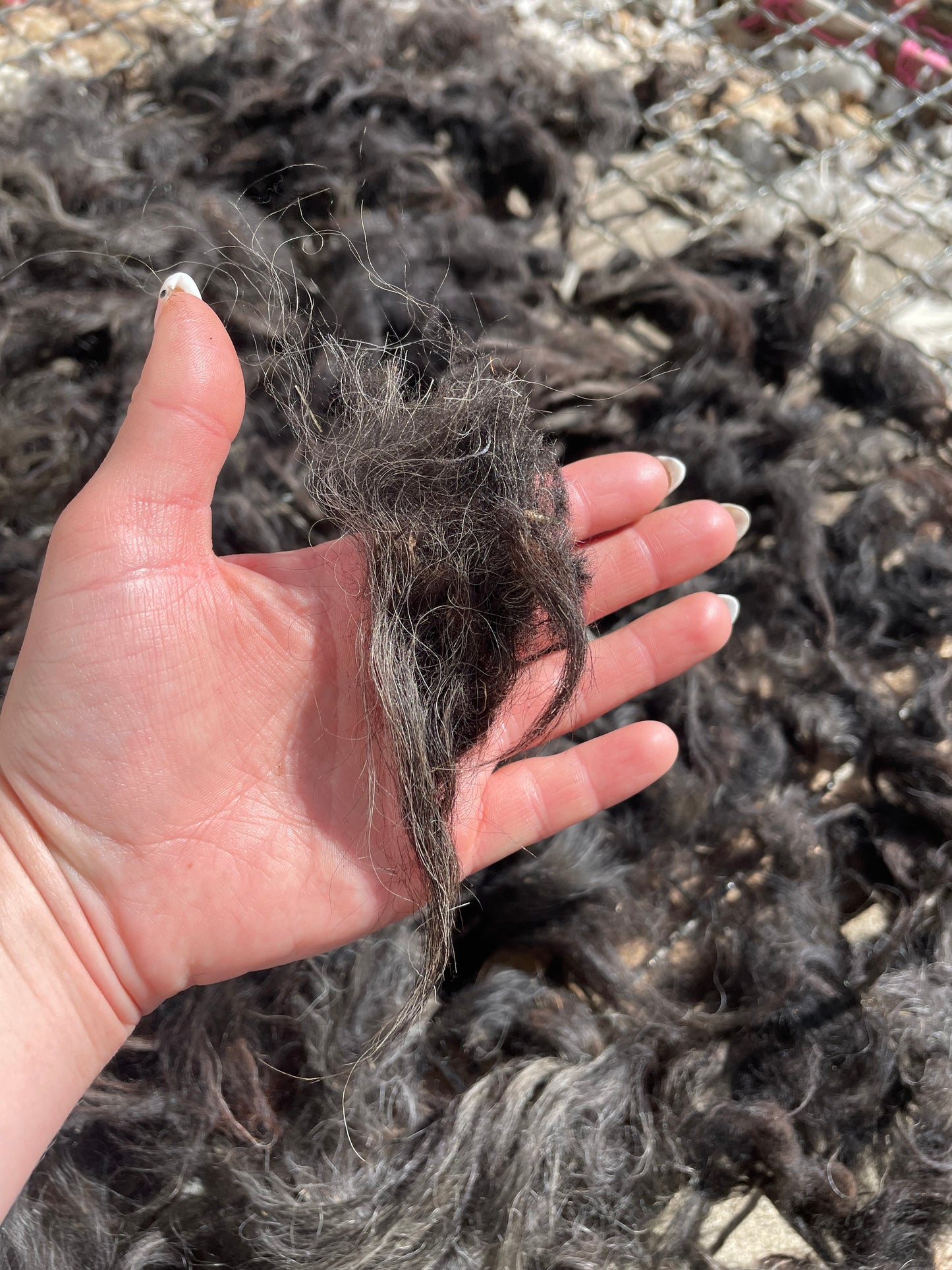Icelandic Fleece - Astrik