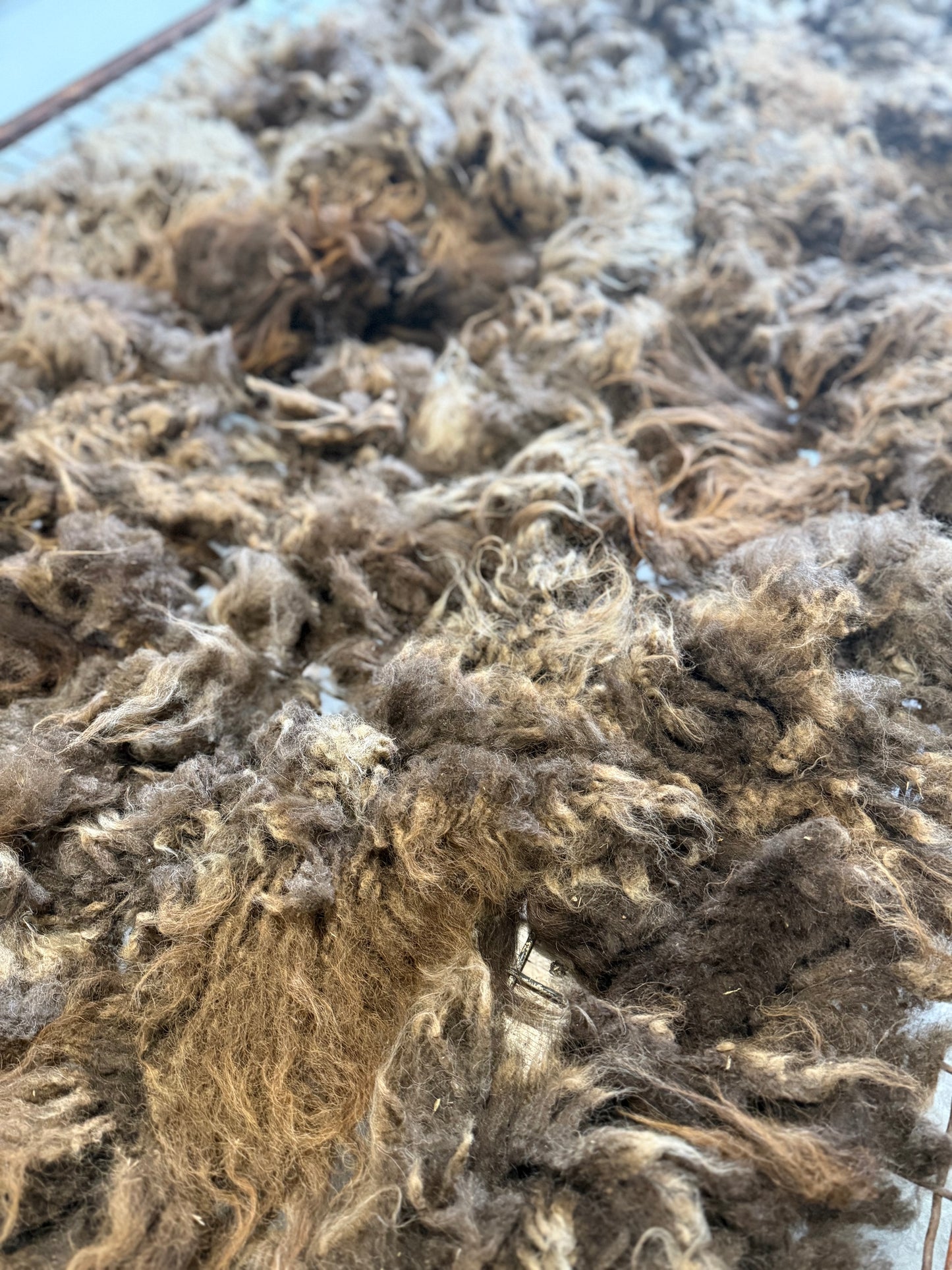 Icelandic Fall 2025 Fleece - “Isa”