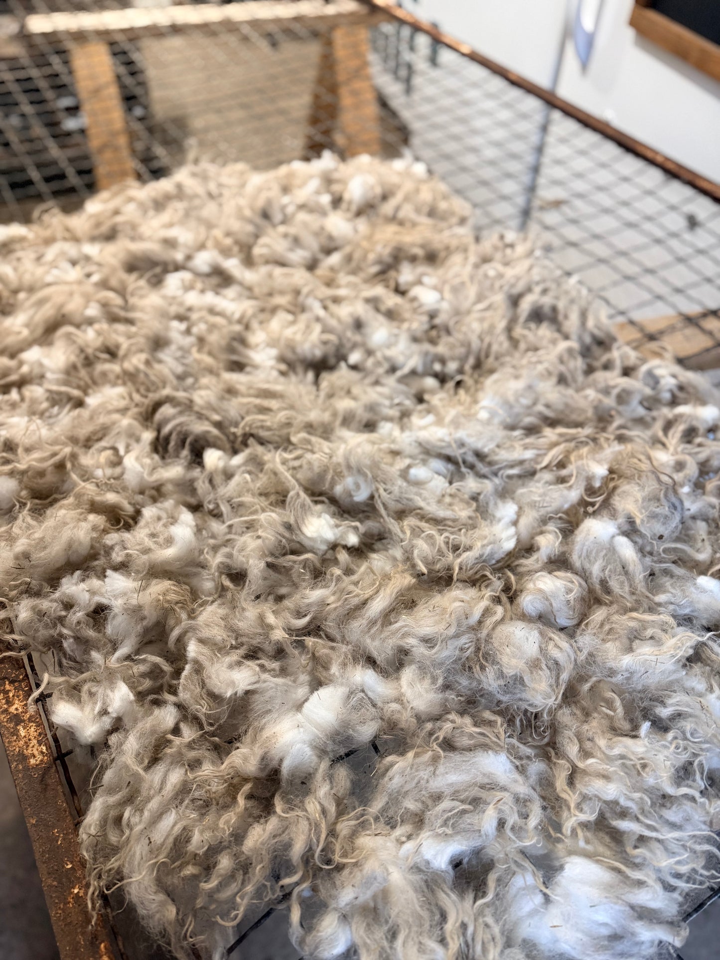 Icelandic x Navajo Churro Lamb Fall 2025 Fleece - “Ian”